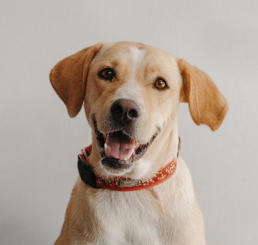 Brenda - Labrador Retriever, Mastín Español