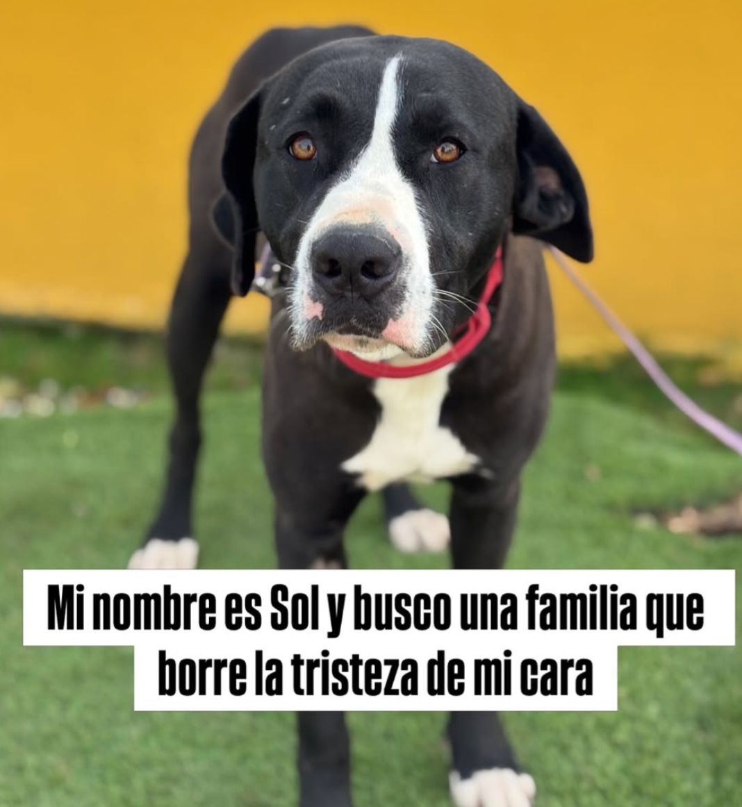 Sol - Bull Terrier, Staffordshire Terrier Americano, Mestizo