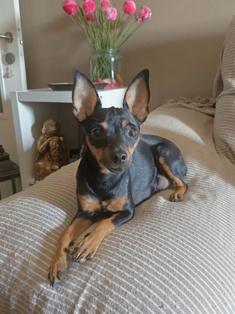 África - Pinscher Miniatura