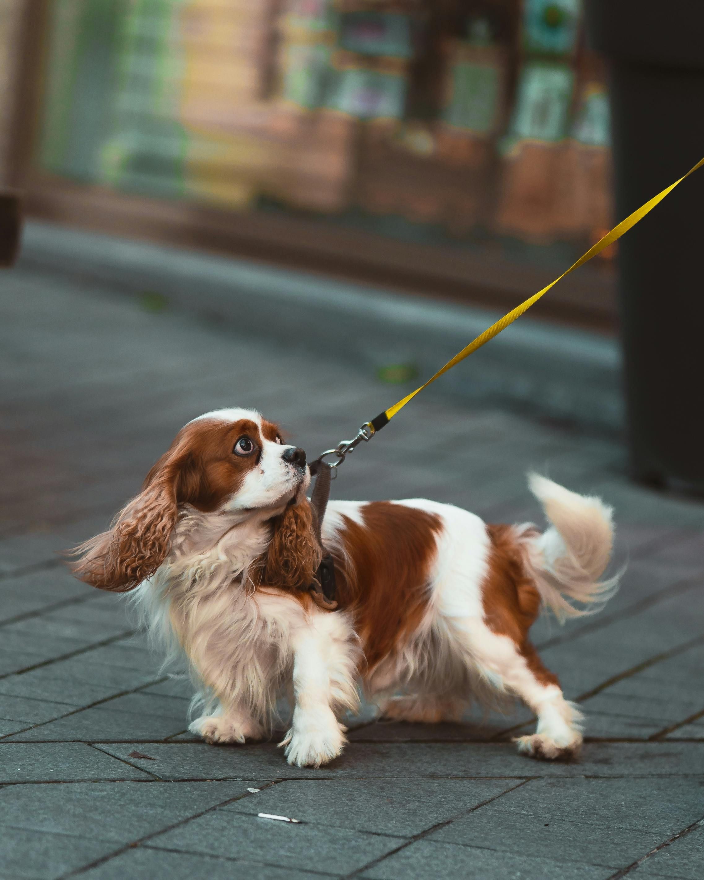 Por qué no debes apurar el paseo de tu perro: la importancia del olfateo y la salud emocional