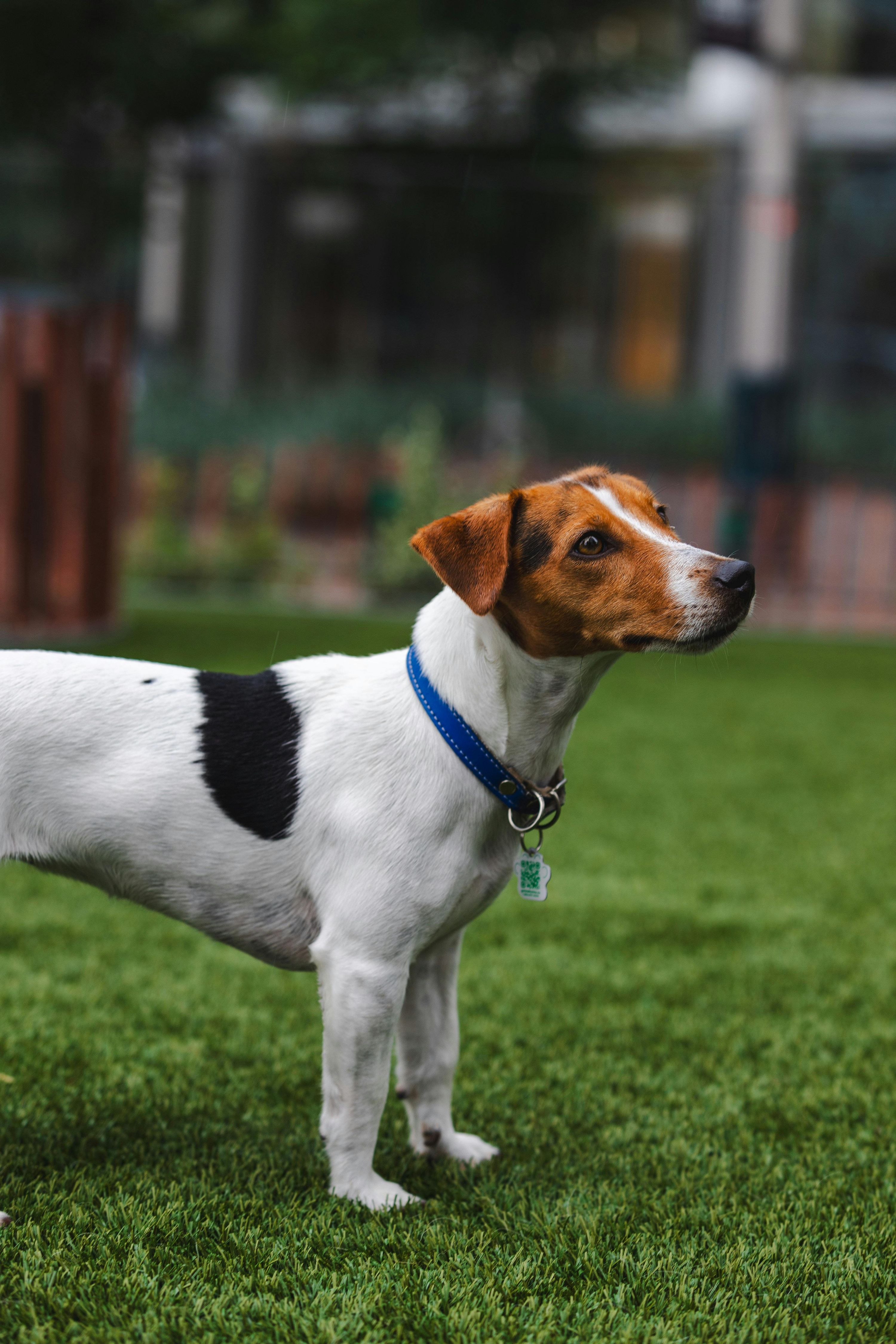 ¿El césped artificial es malo para los perros? Riesgos, toxicidad y cómo elegir una opción segura