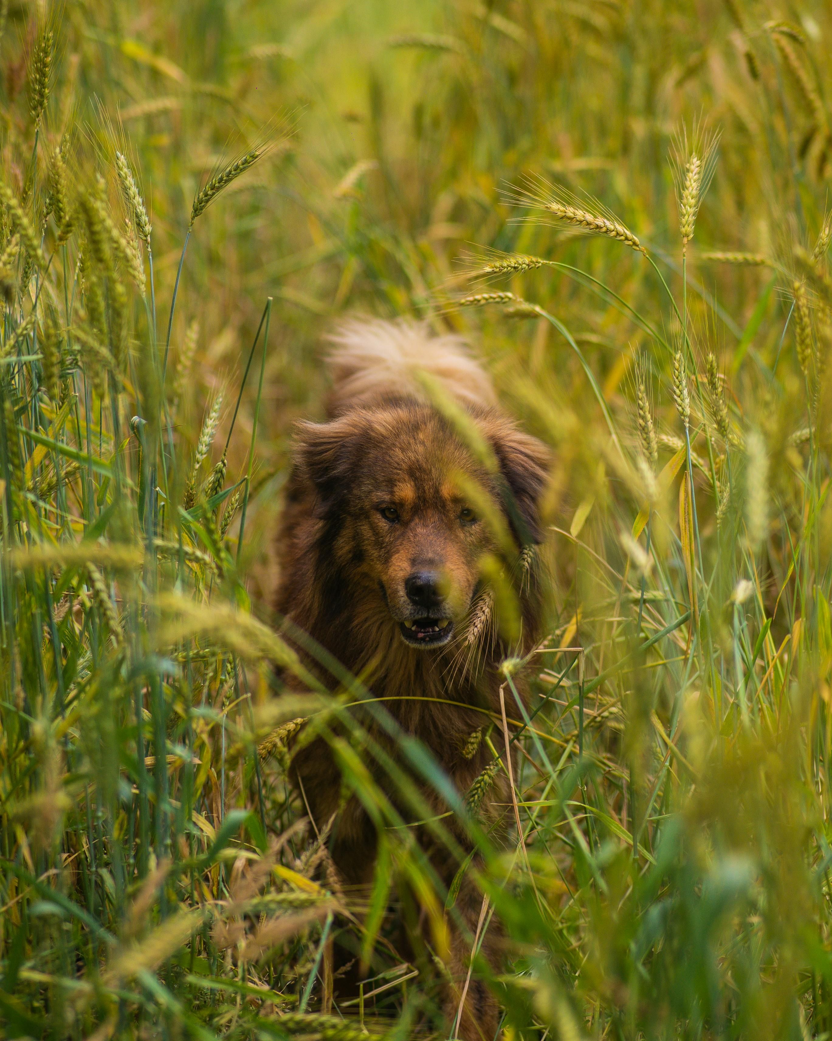Espigas en perros: síntomas, riesgos y cómo proteger a tu perro en primavera y verano