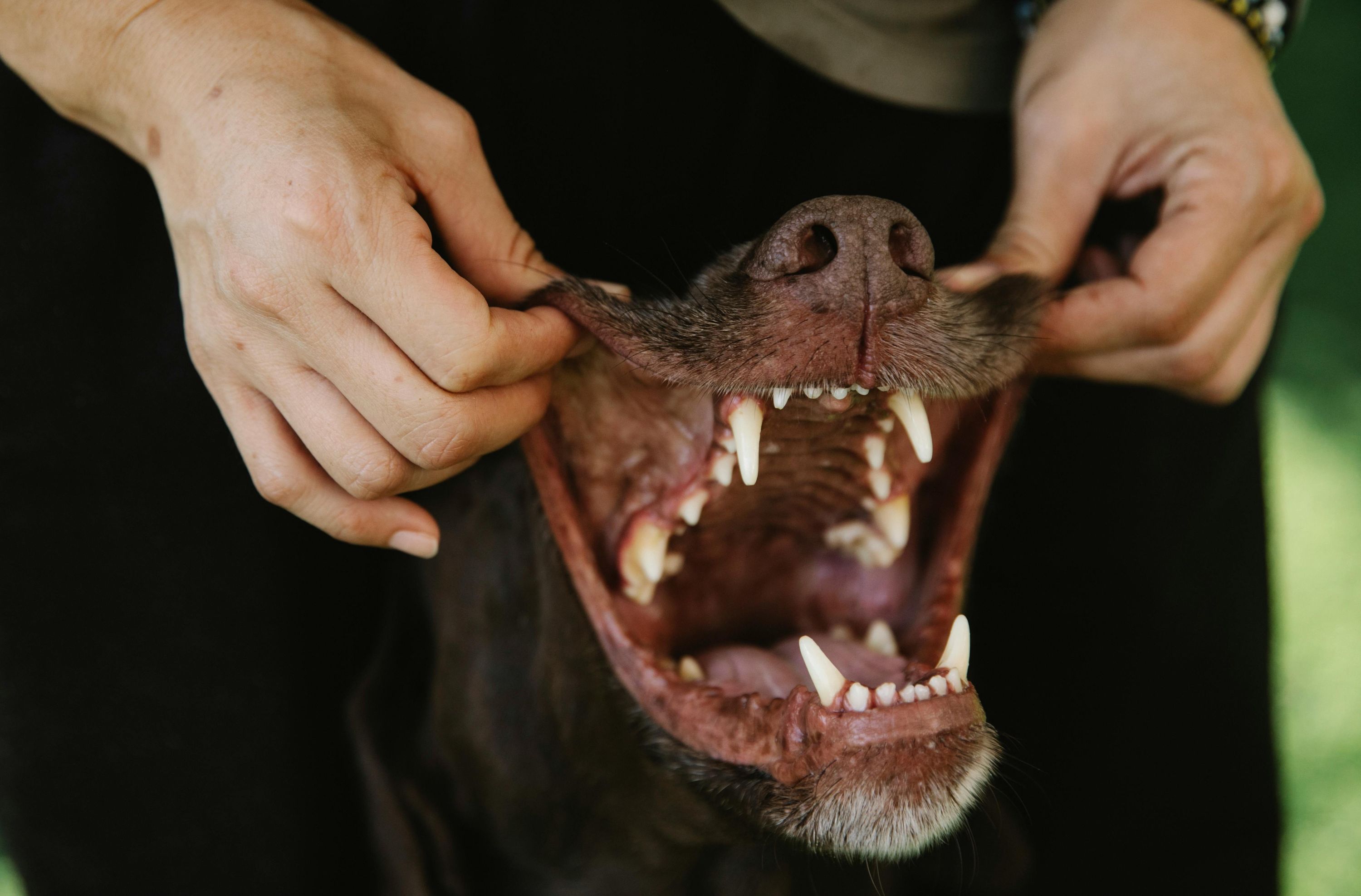 Qué dicen las encías de tu perro sobre su salud: colores, señales y cuándo preocuparse