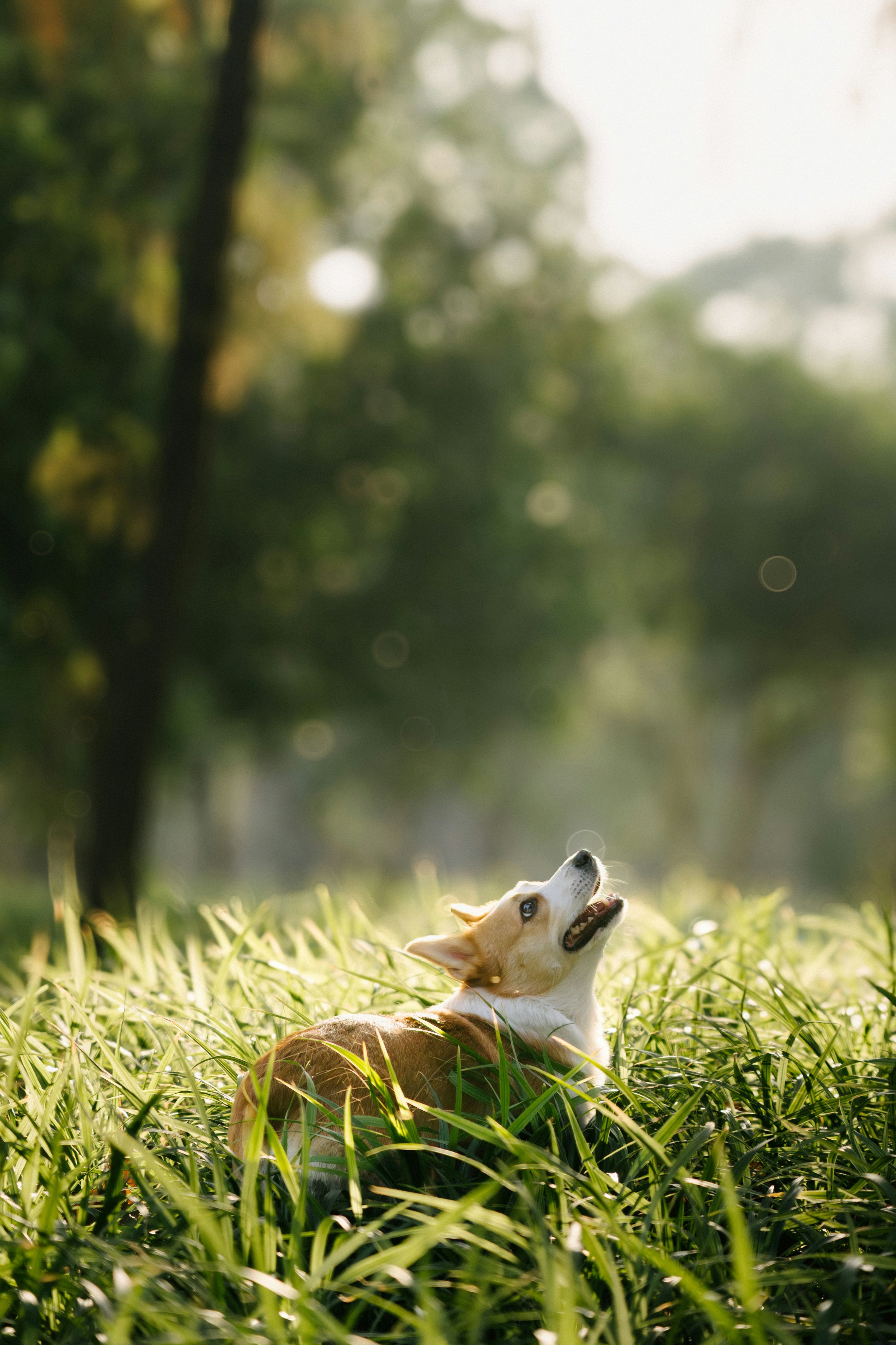 ¿Cómo proteger a tu perro de las garrapatas? Claves para prevenirlas en primavera y verano