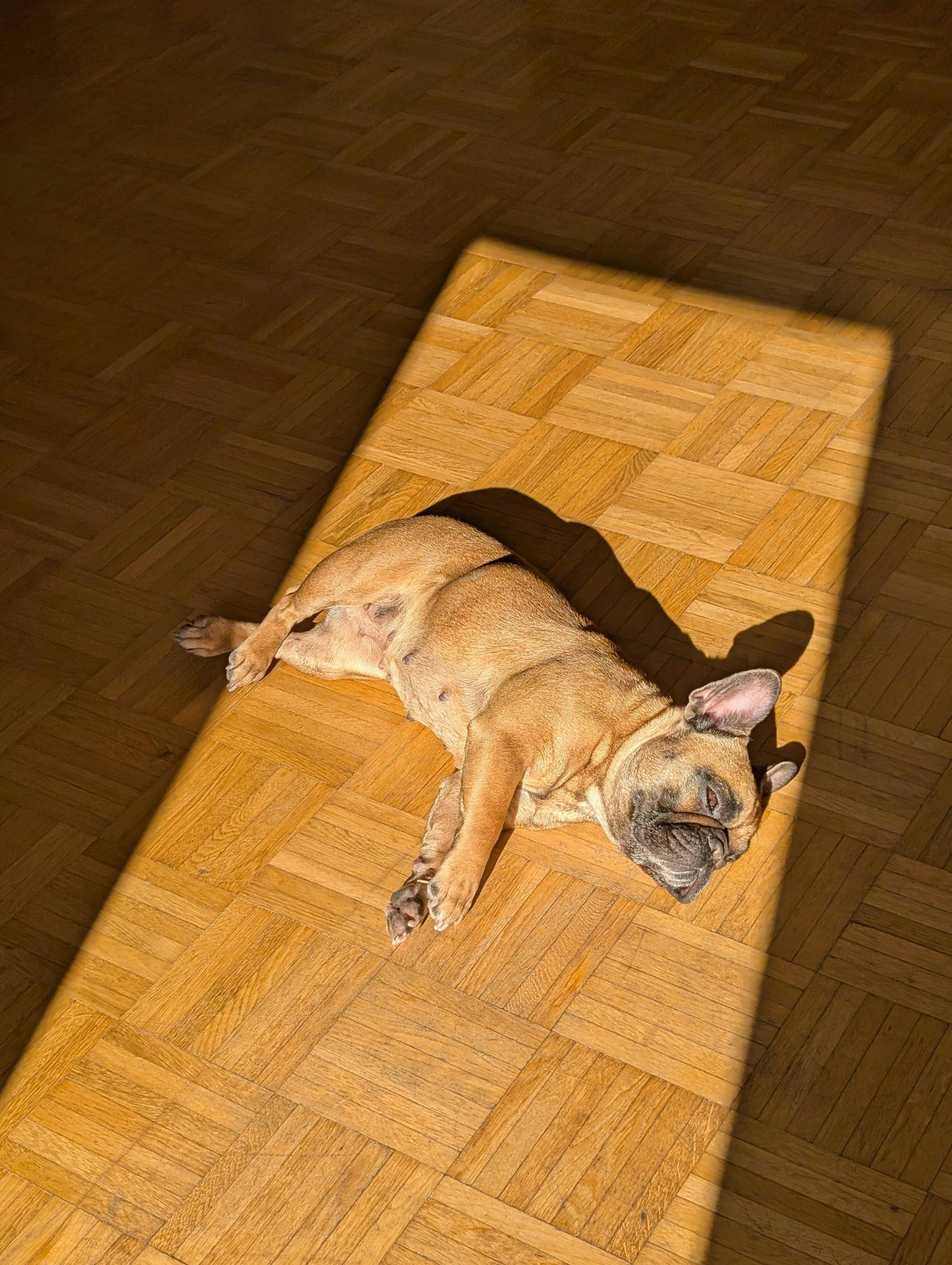 ¿Es bueno que tu perro busque el sol? Beneficios, riesgos y cómo protegerlo del calor