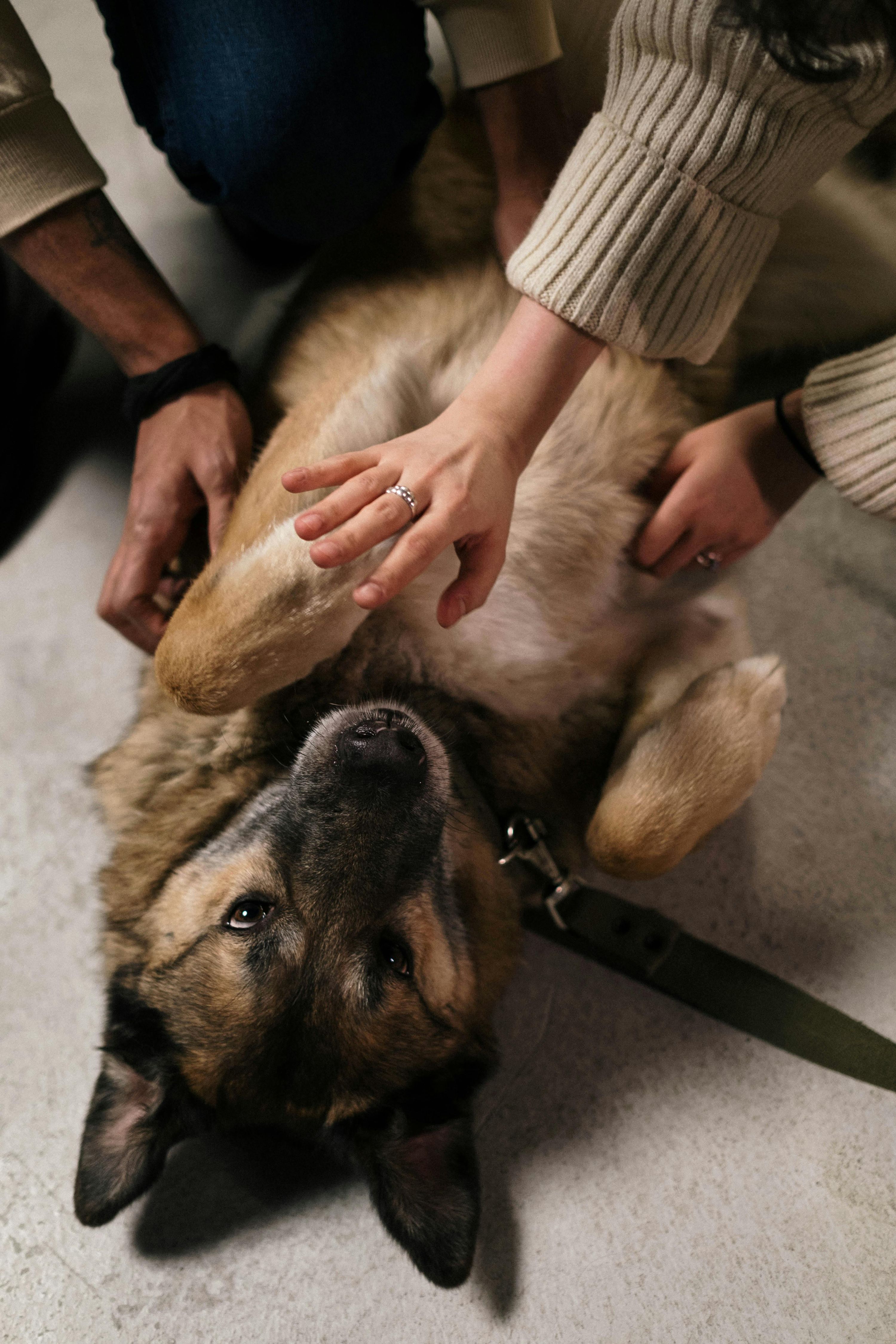 ¿Por qué mi perro se hace pis de la emoción? Causas, micción por excitación y cómo corregirlo