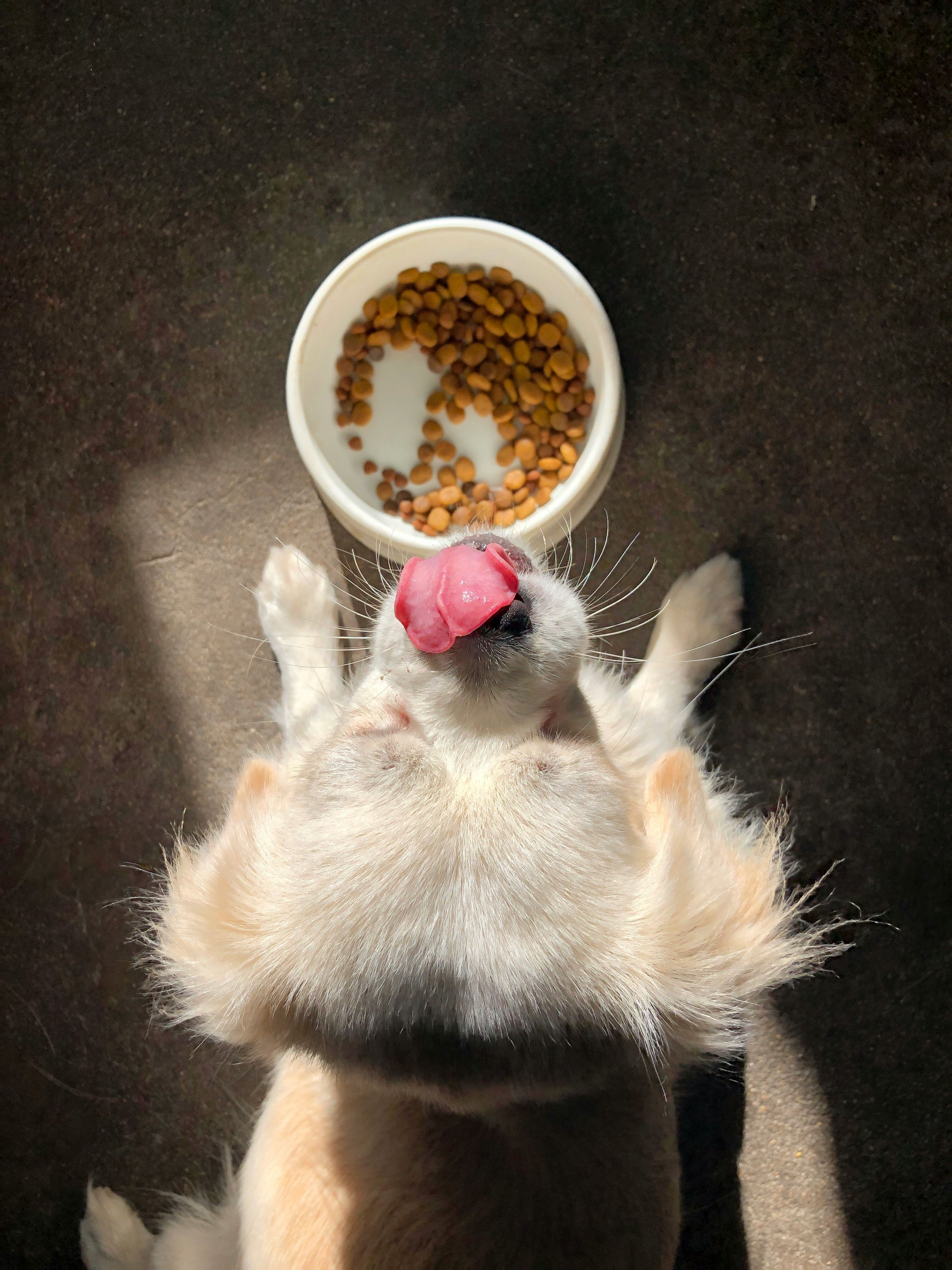Perro perdiendo pelo mientras recibe alimentación seca y ultraprocesada como el pienso comercial sin cuidar la salud de su pelaje.