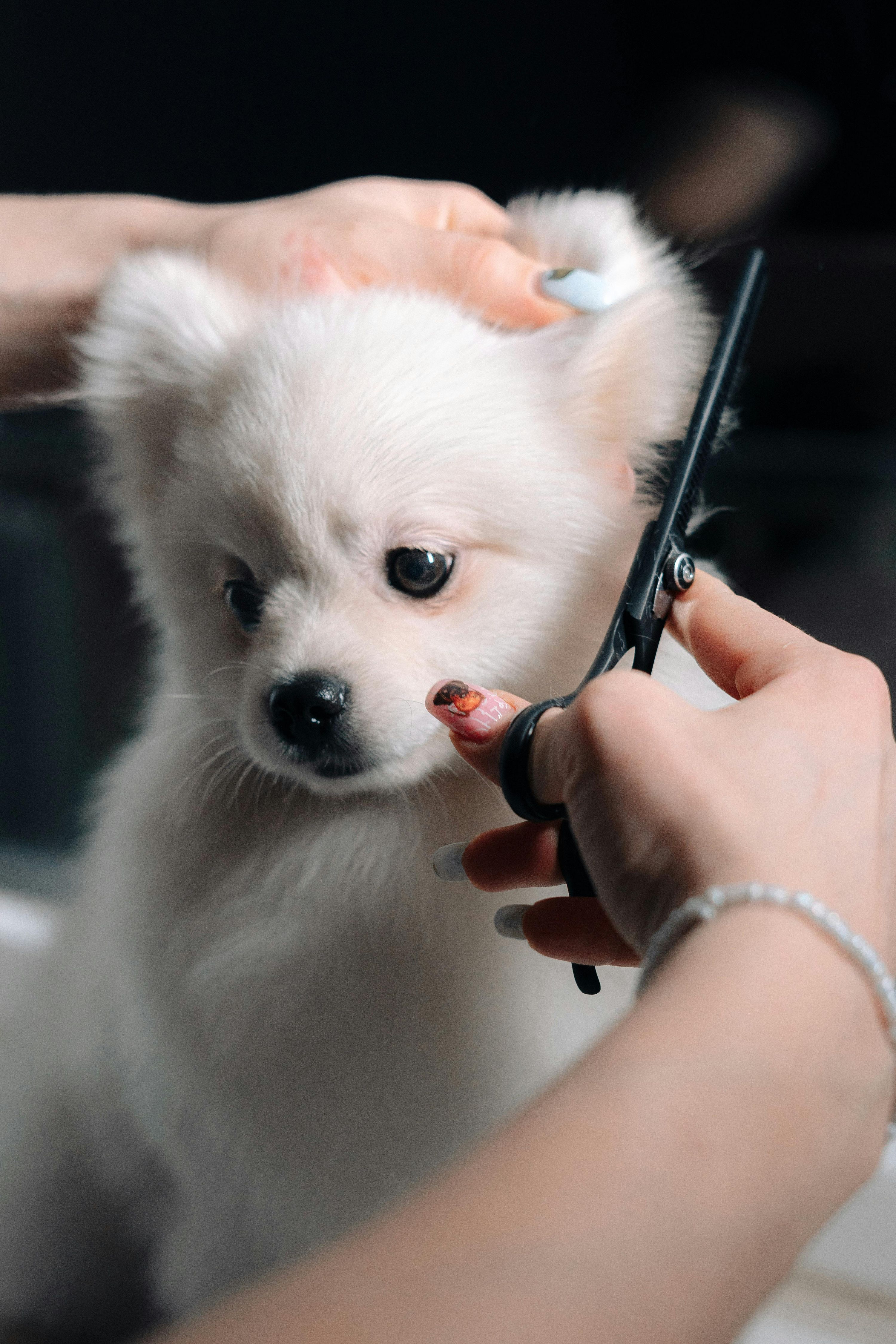 Perro de doble manto siendo cepillado profesionalmente mientras otro perro de pelo largo recibe un corte higiénico en peluquería canina.