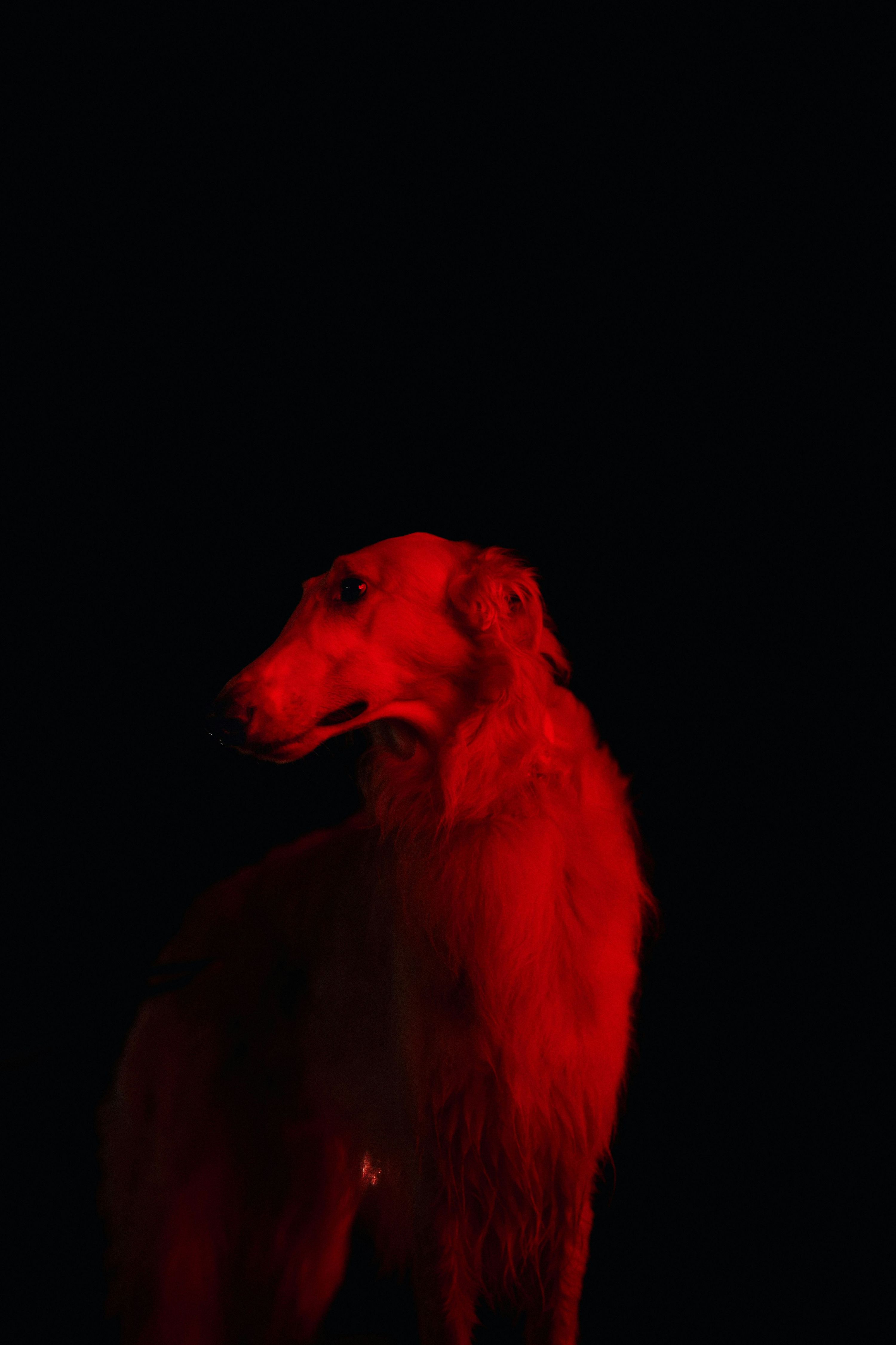 Perro senior recibiendo terapia de luz roja o fotobiomodulación para el tratamiento del dolor articular y la osteoartritis canina en clínica veterinar