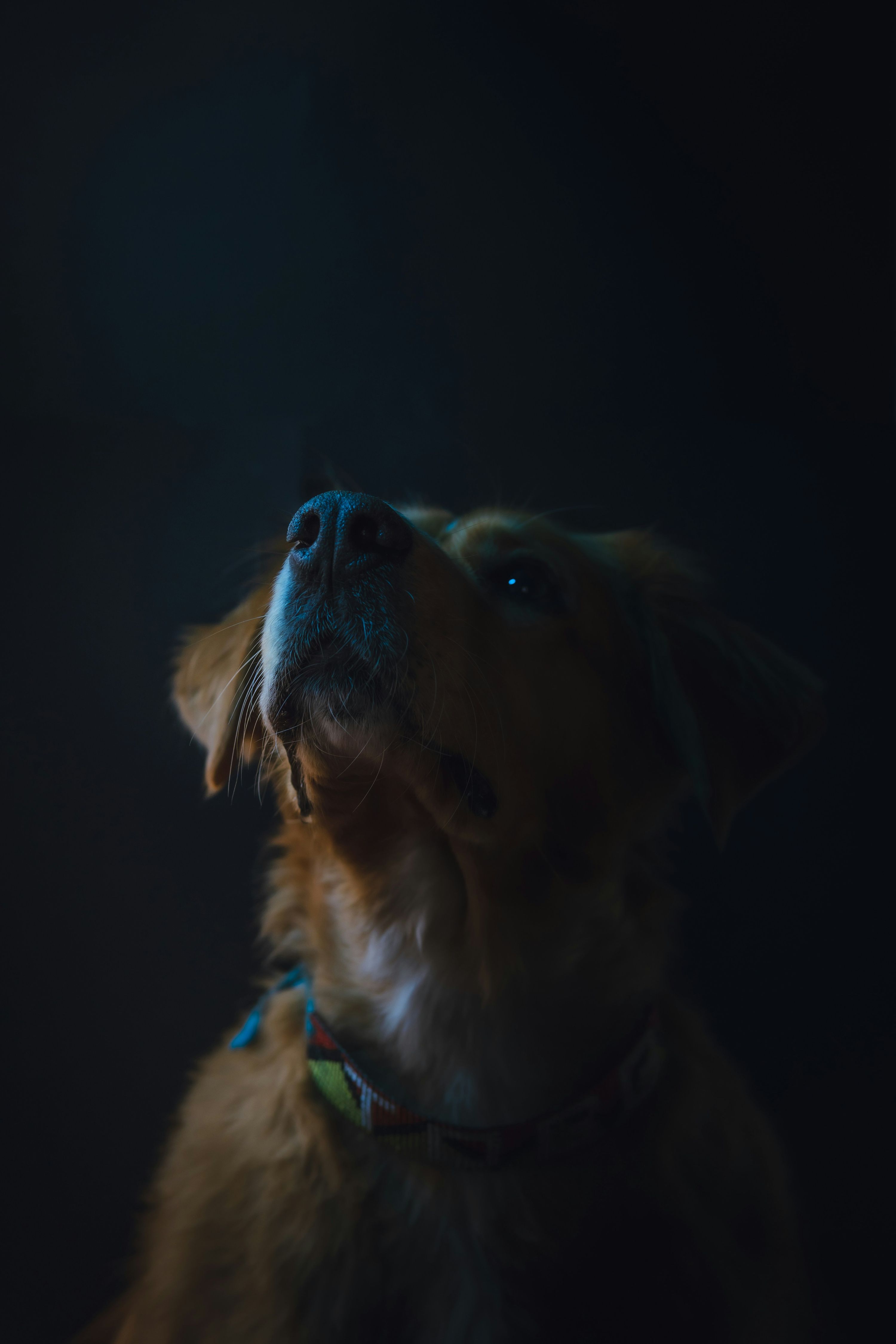 ¿Los perros pueden ver en la oscuridad? Así funciona su visión nocturna según la ciencia