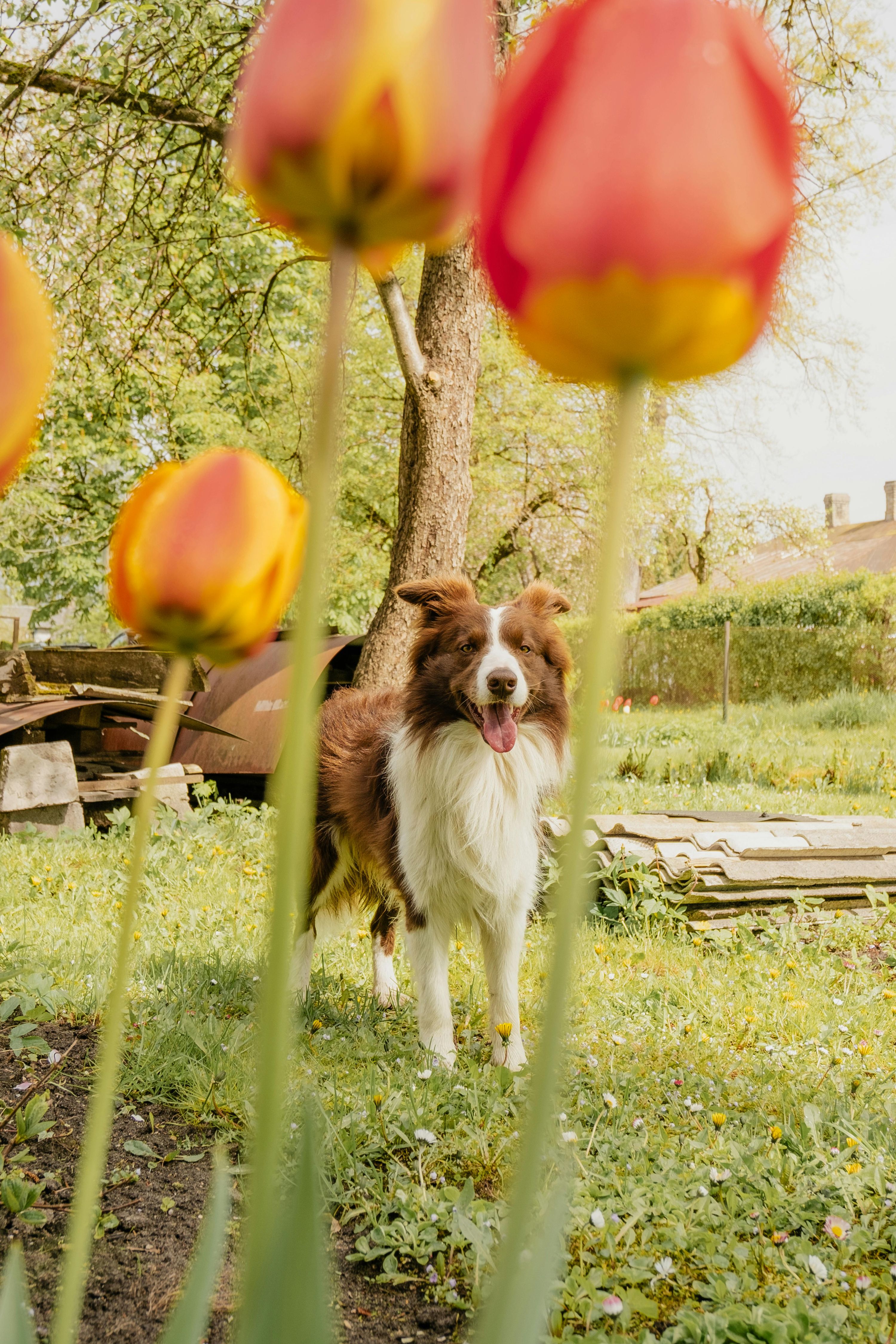 Perro olfateando un campo de tulipanes durante un paseo primaveral con riesgo de intoxicación por plantas tóxicas