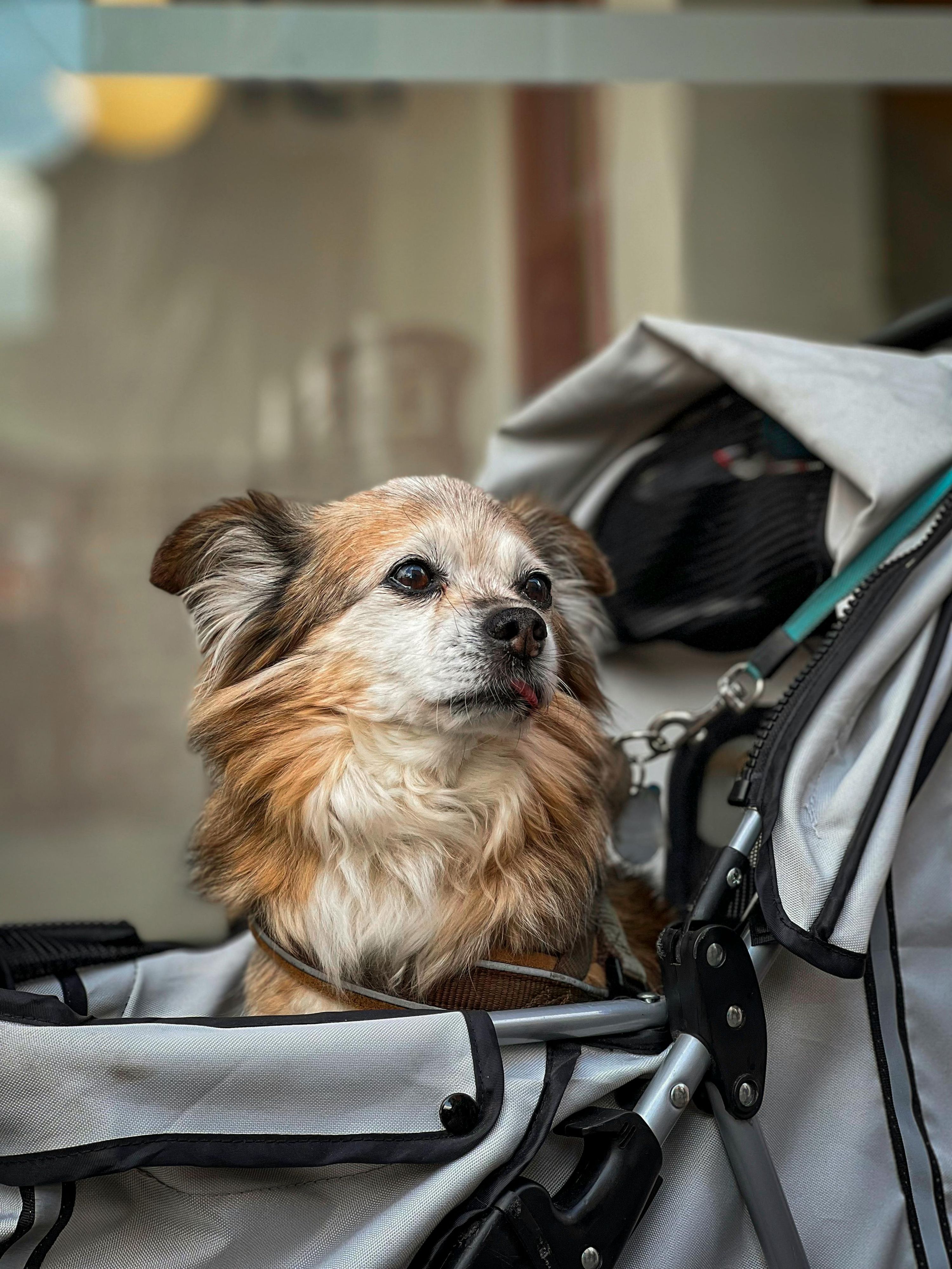 Perro sano siendo transportado en un carrito de paseo en un entorno urbano, simbolizando el debate sobre movilidad y bienestar animal.