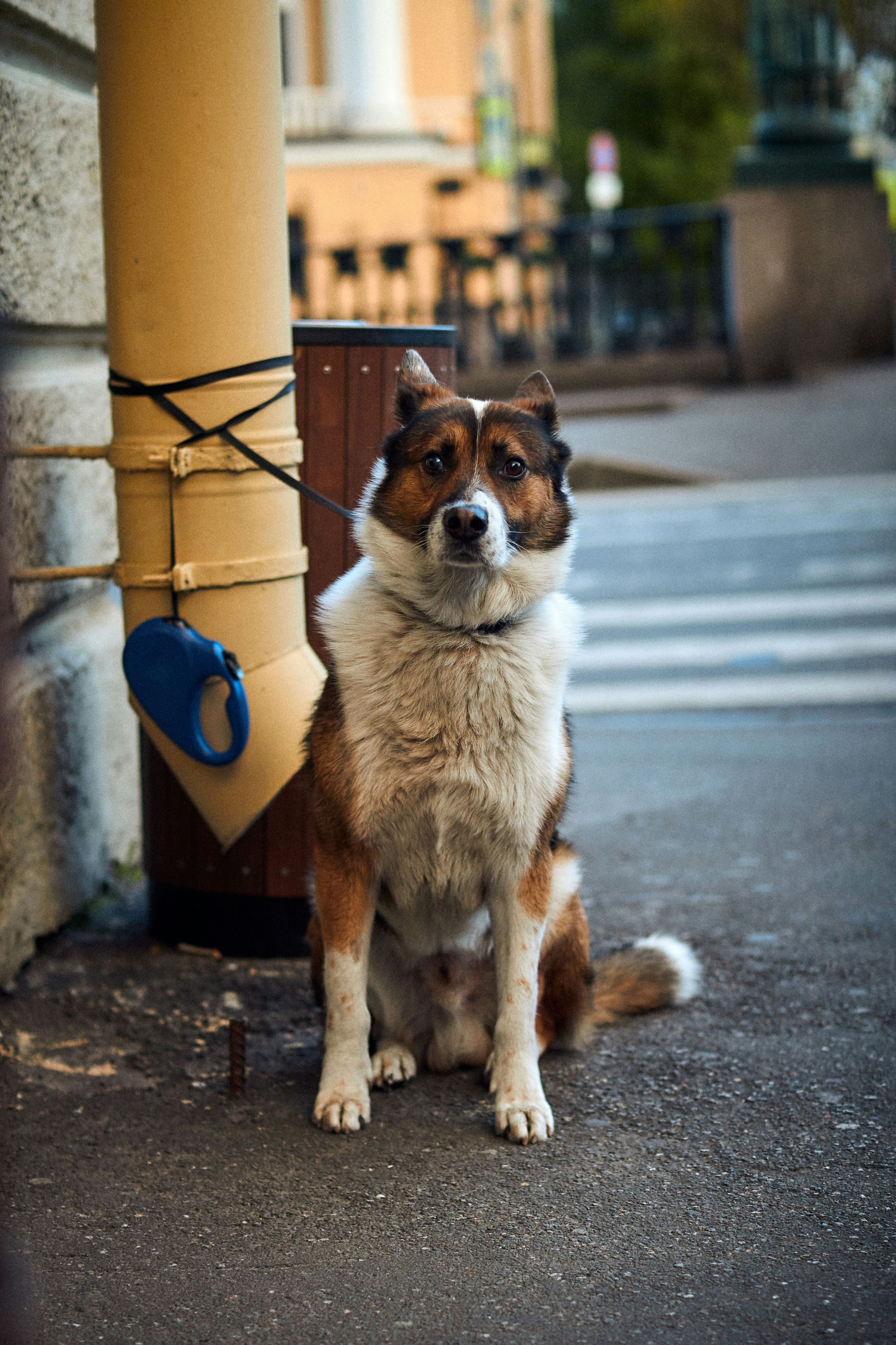 Perro atado frente a un supermercado mientras espera solo en la acera, representando la normativa sobre bienestar animal en España.