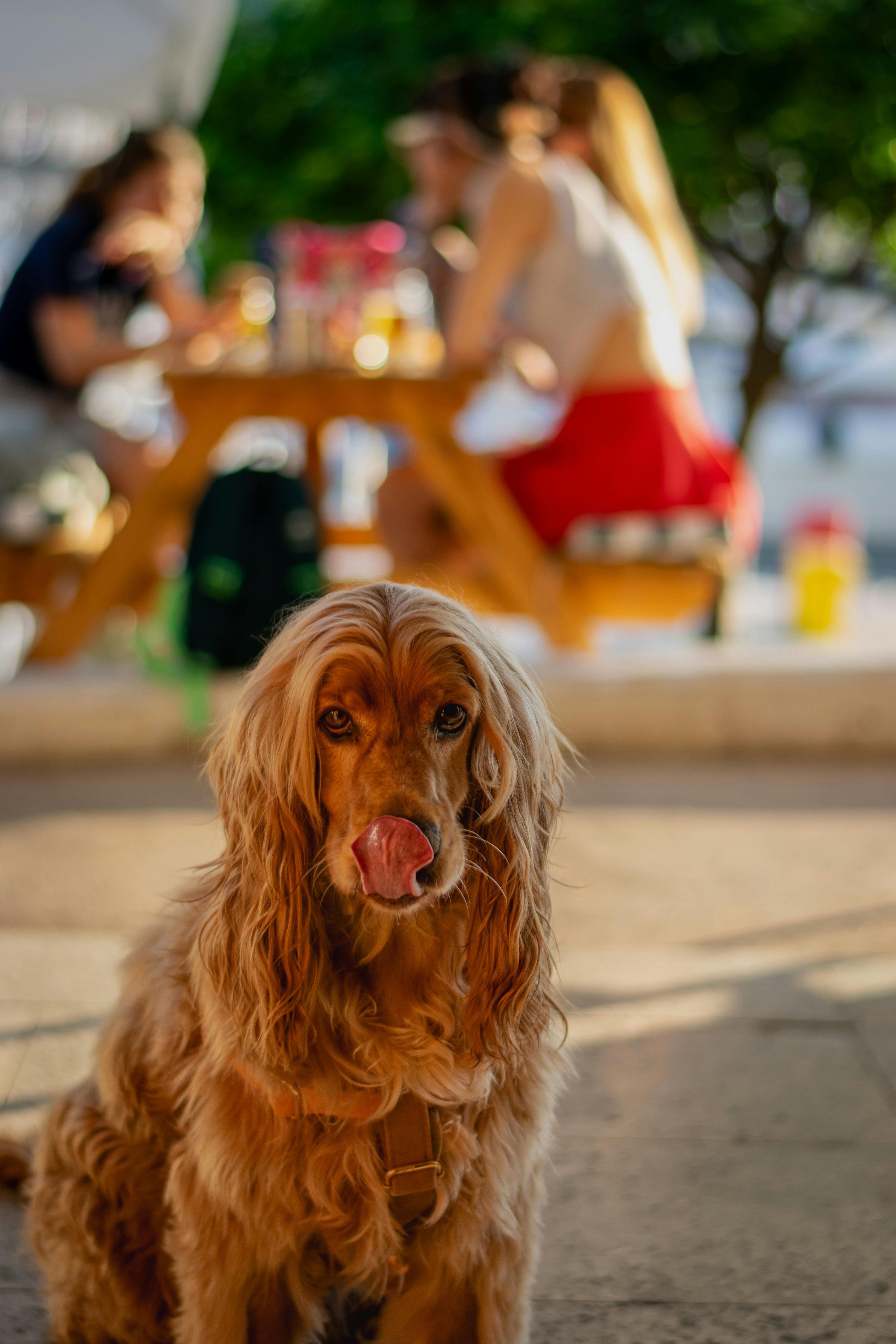 Perro adulto esperando frente a su comedero durante un periodo de ayuno controlado relacionado con salud digestiva y longevidad.