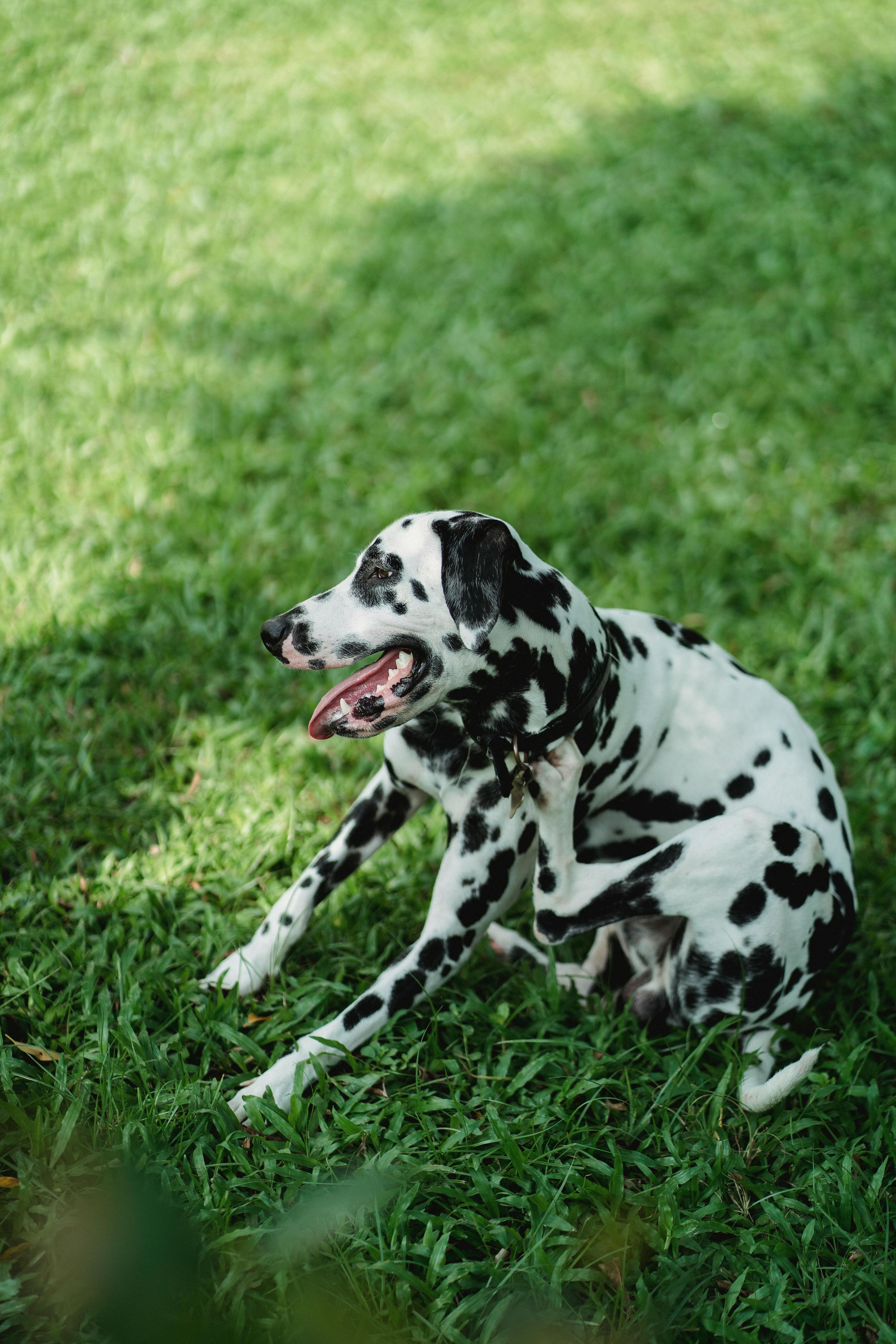Perro rascándose las patas y la cara en primavera debido a alergias estacionales y dermatitis atópica.