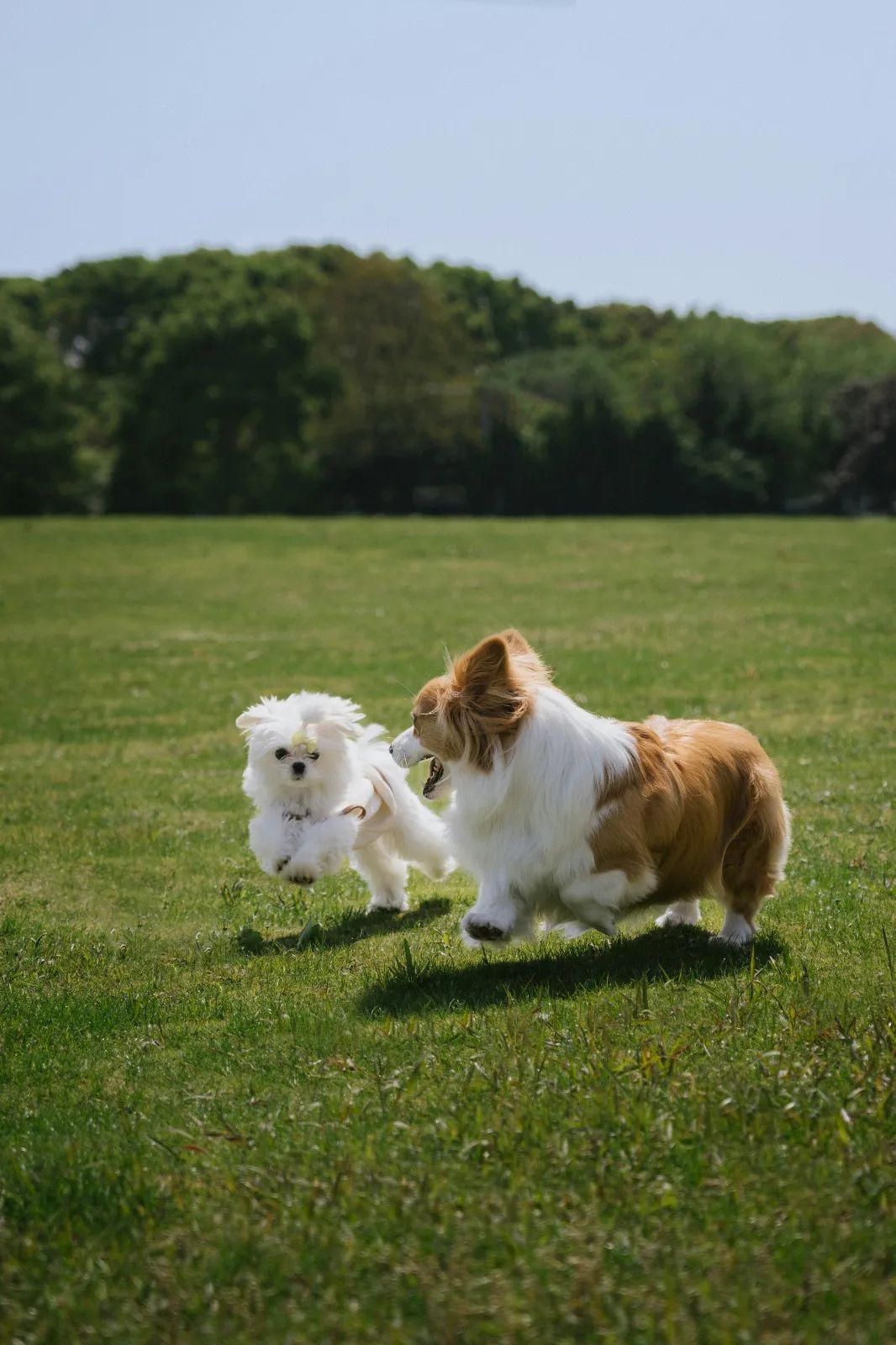 Cachorro de perro adoptado junto a un perro adulto en un parque