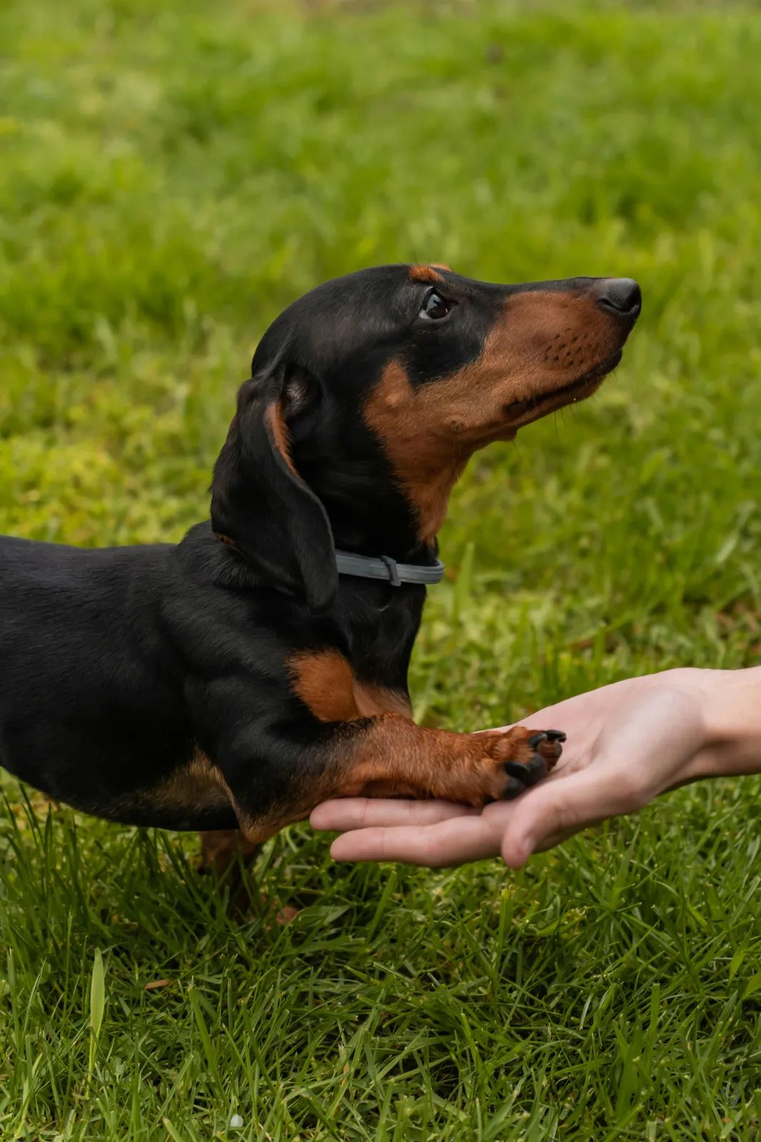 Perro entrenado haciendo trucos como dar la pata a su adiestrador o educador canino