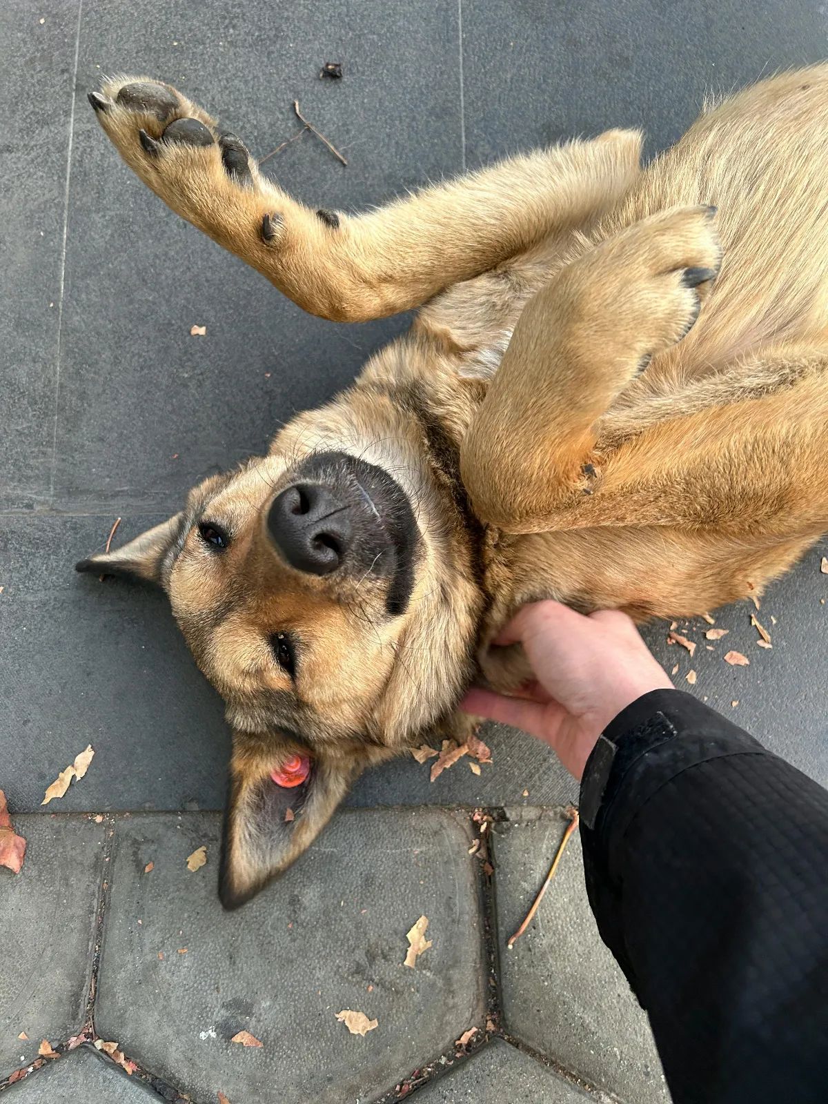 Persona acariciando a un perro adoptado en un refugio español
