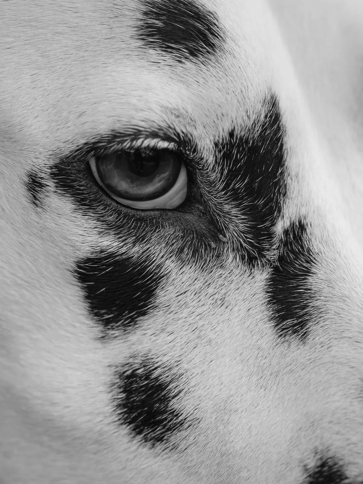 Perro observando juguetes azules y amarillos sobre el césped para ilustrar cómo percibe los colores según la visión canina.
