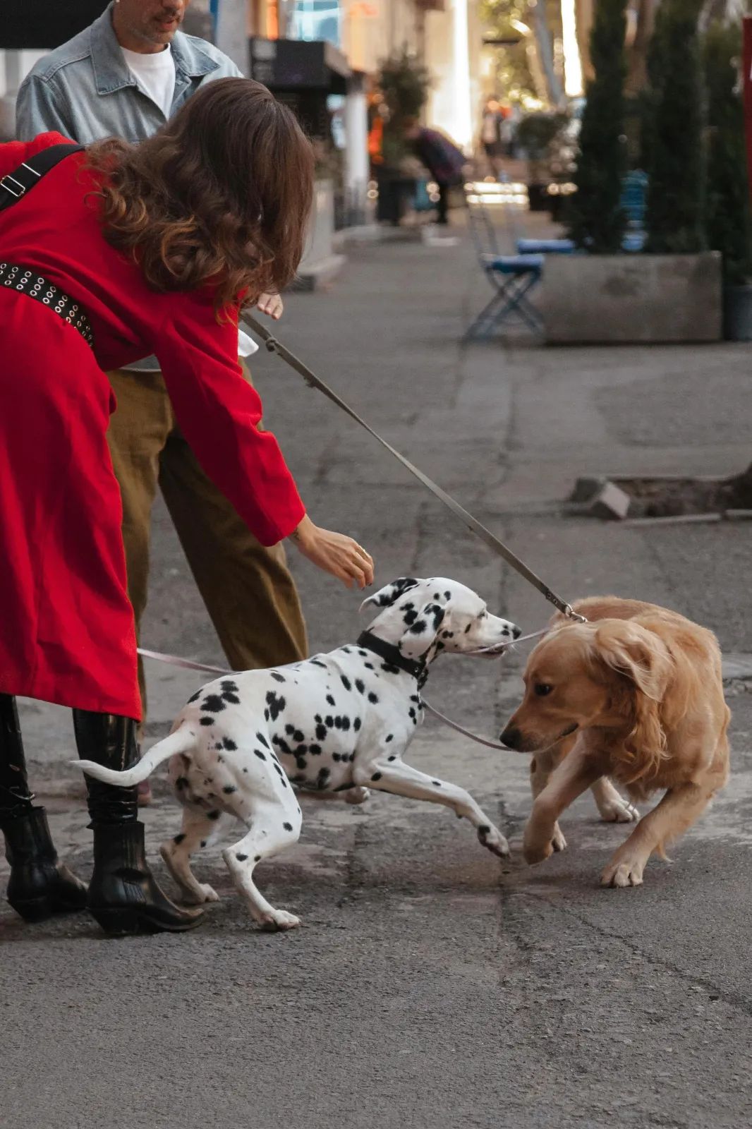 Perro tranquilo siendo molestado por otros perros durante un paseo urbano, manteniendo una actitud relajada y neutral.