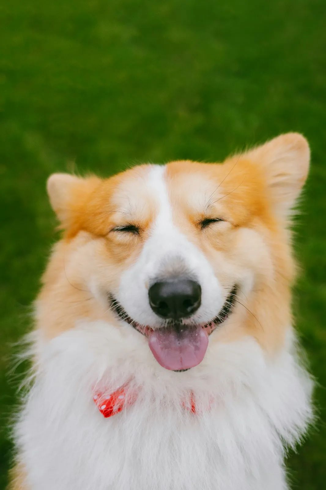 Perro mirando a su tutor con expresión relajada, boca ligeramente abierta y apariencia sonriente durante un momento de interacción positiva