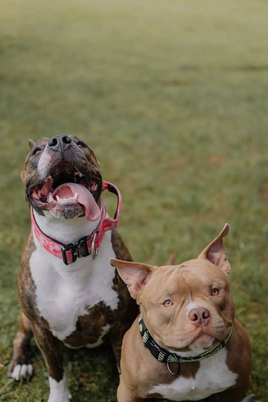 Perro tipo Staffordshire Bull Terrier sentado tranquilamente junto a su tutor durante un paseo urbano mostrando una actitud relajada y equilibrada