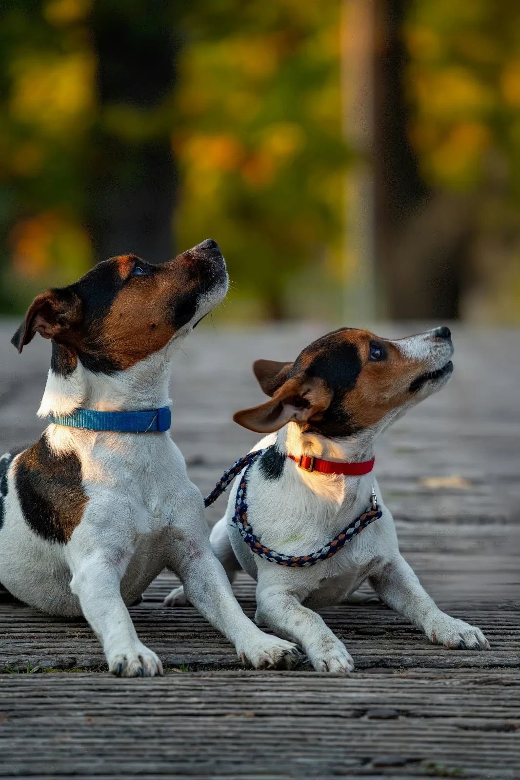 Perro pequeño comiendo varias veces al día en un entorno doméstico