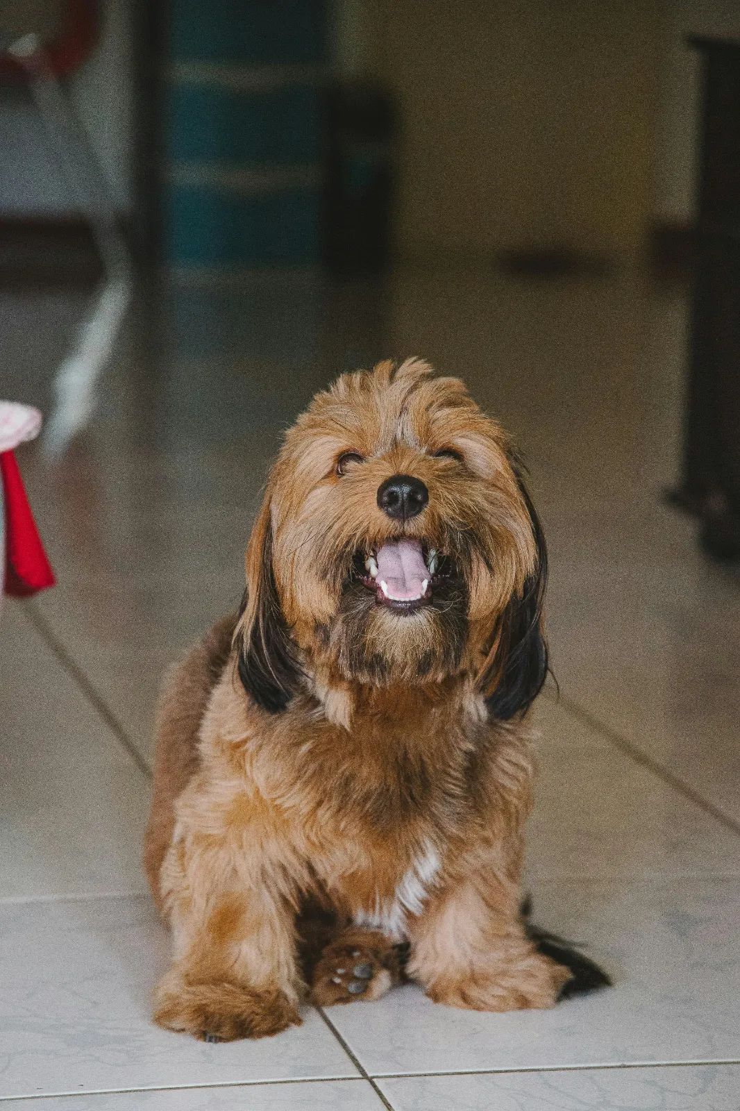 Perro tumbado en el suelo de una casa mientras una persona limpia con fregona.