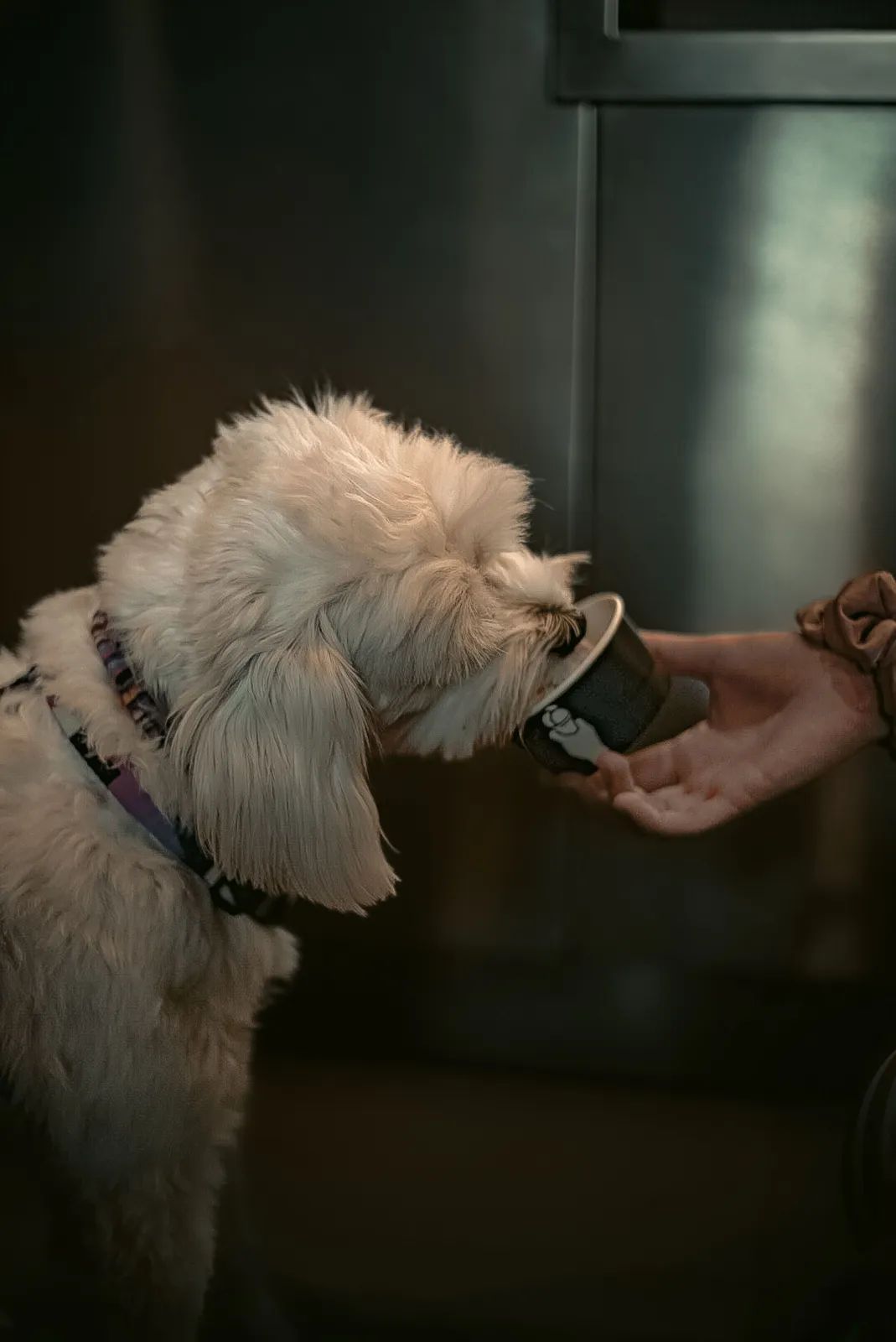 Perro olfateando un plato de comida ligeramente templada antes de comer.