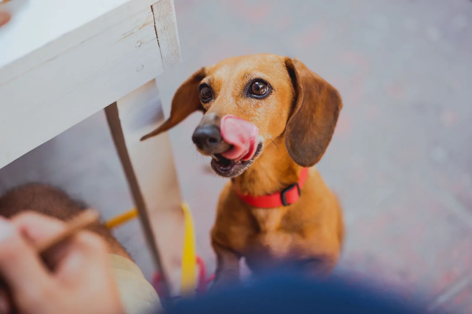 perro en adopción en españa