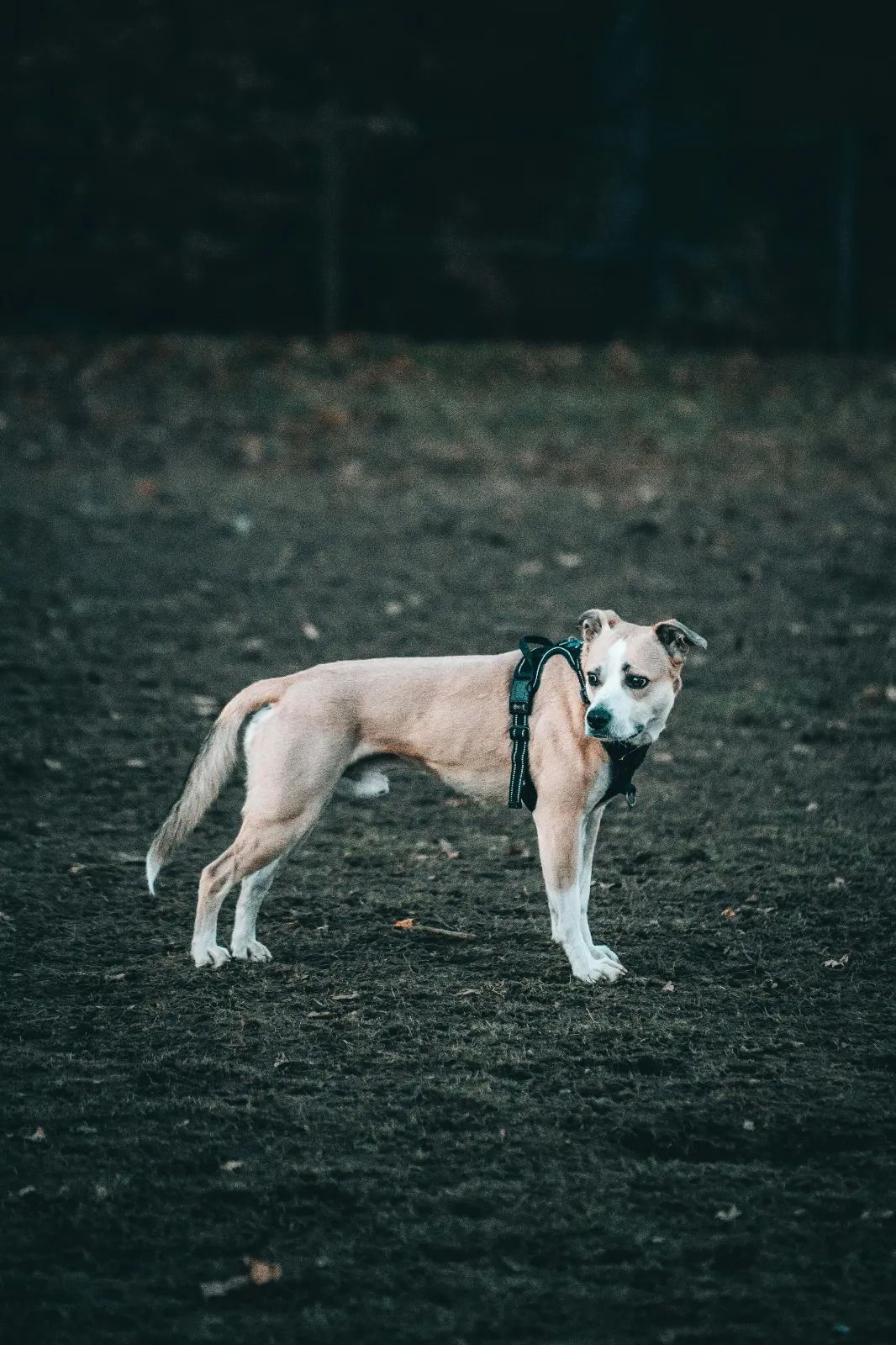 perro esperando por ser adoptado en España