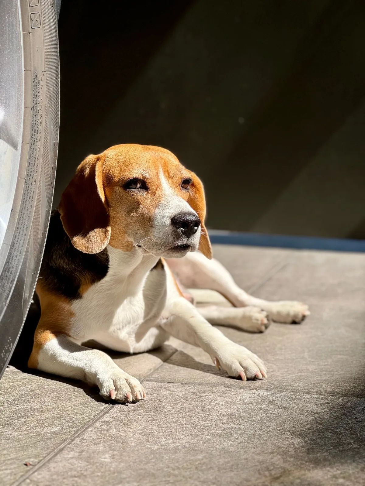 erro descansando a la sombra junto a su comedero durante un día caluroso de verano.