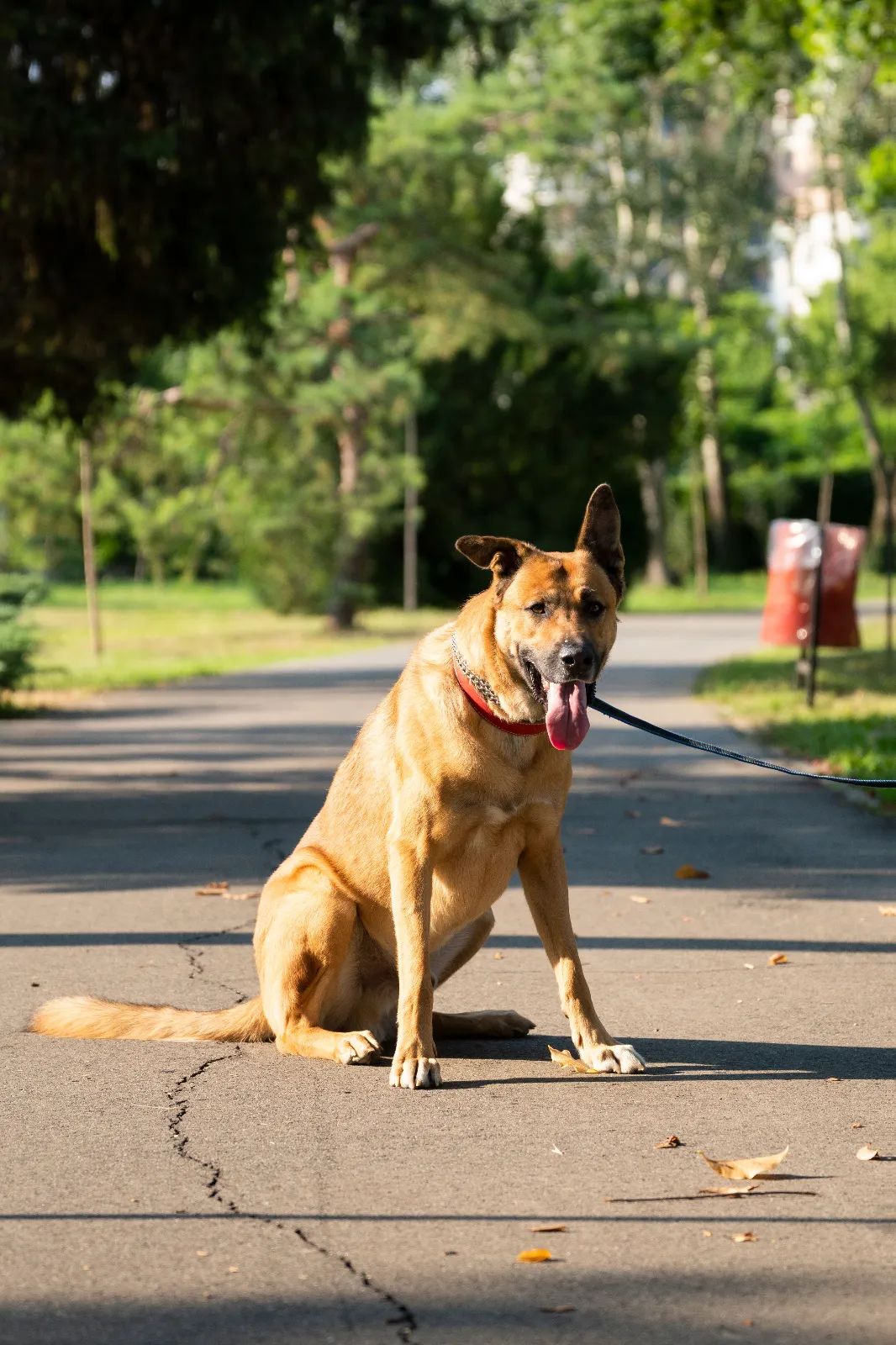 Perro jadeando intensamente durante un paseo bajo altas temperaturas mientras busca una zona de sombra.