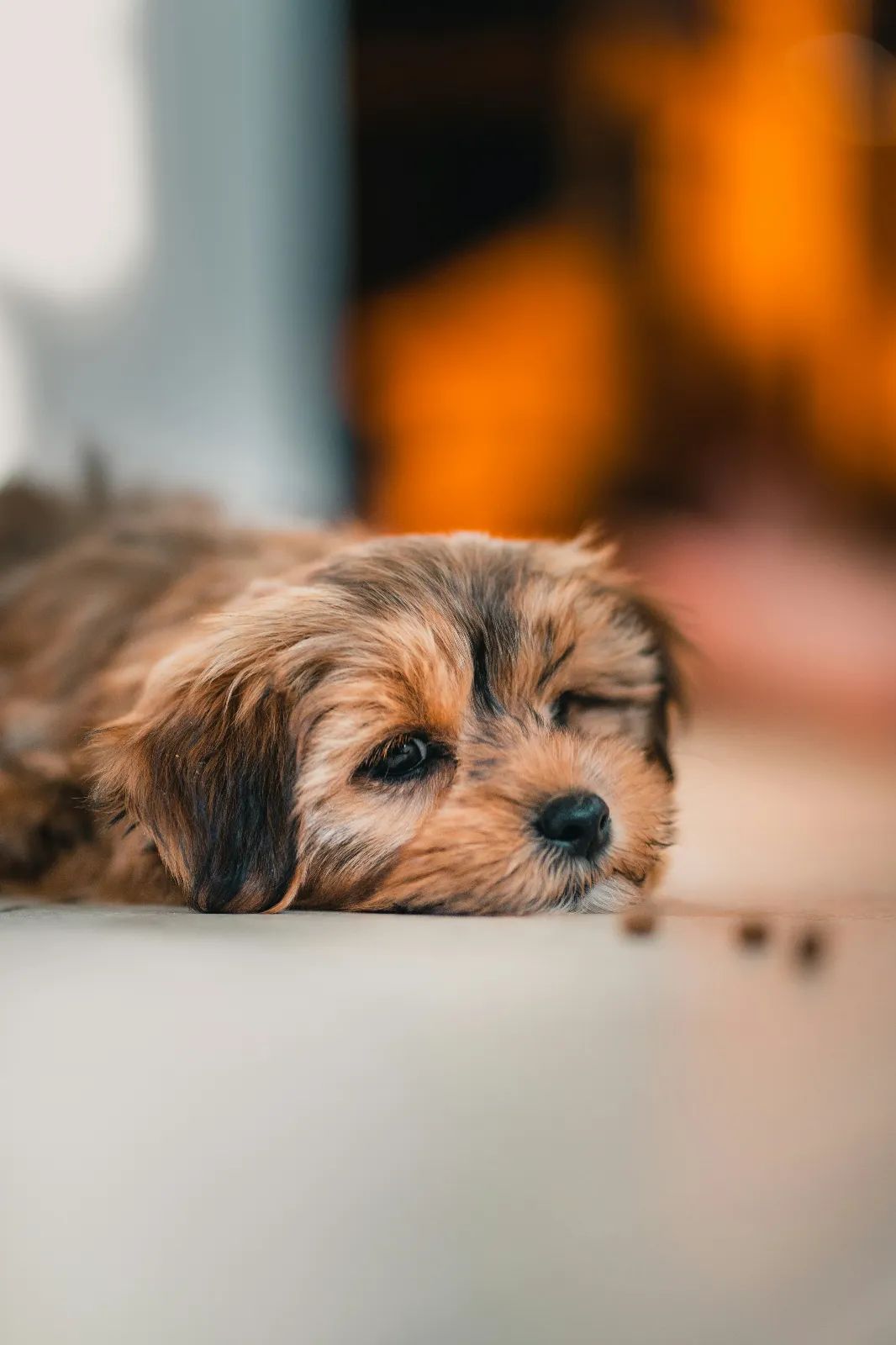 ¿Los perros se cansan de comer siempre lo mismo? Esto dice la ciencia