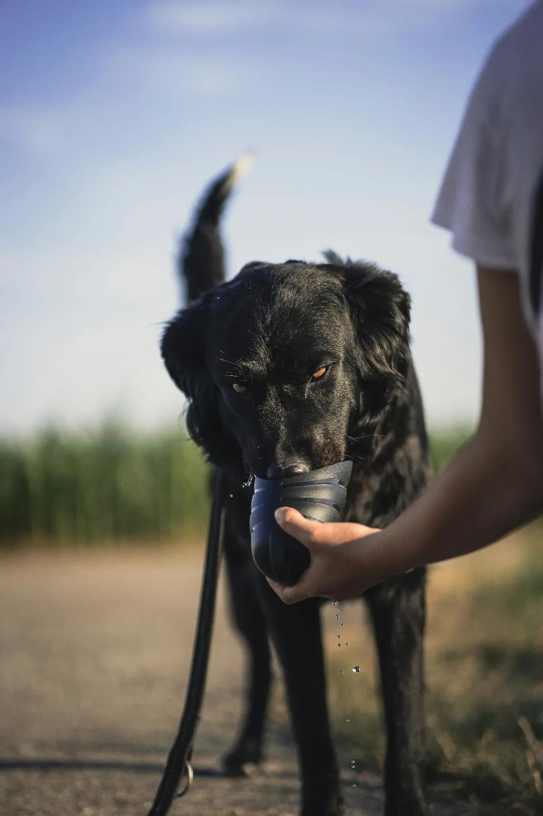 ¿Beber agua muy fría puede causar un shock térmico a un perro? Mito vs. realidad