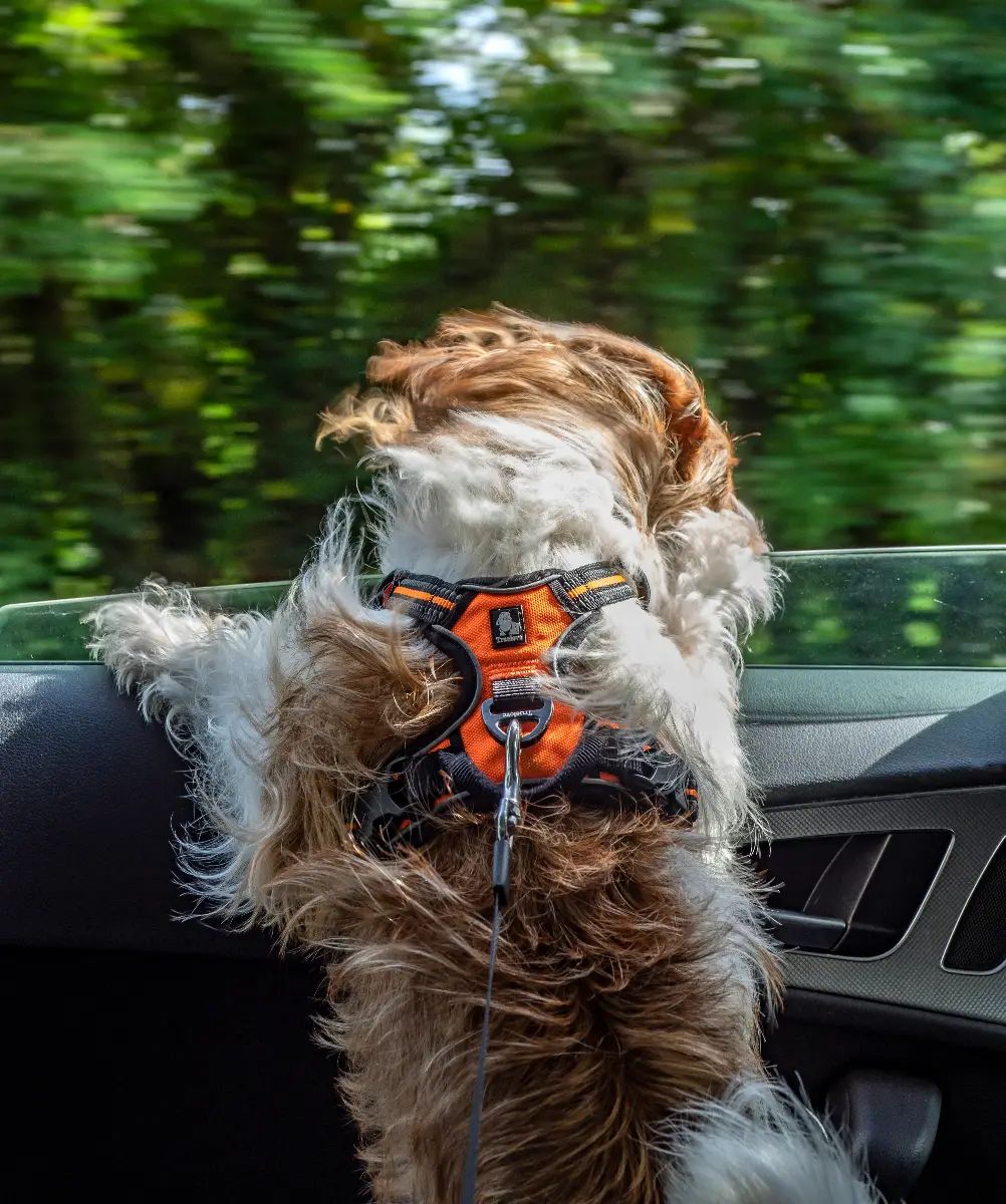 Perro viajando de forma segura en el interior de un coche durante un trayecto de verano