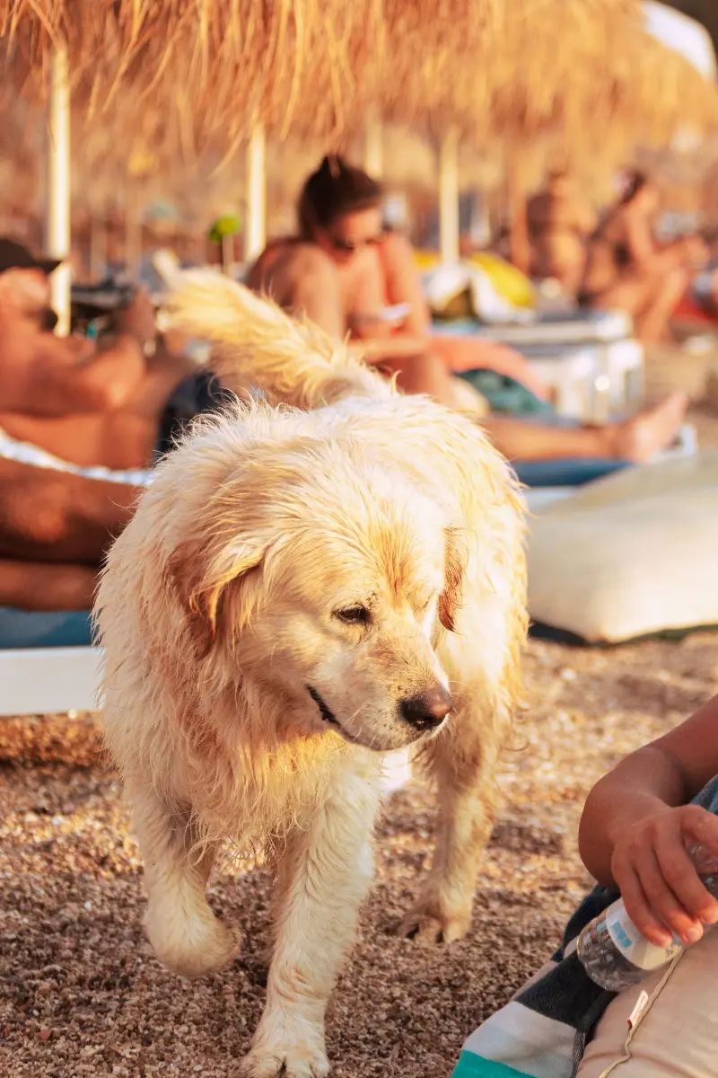 Perro protegido del sol durante un día de verano con crema solar para perros