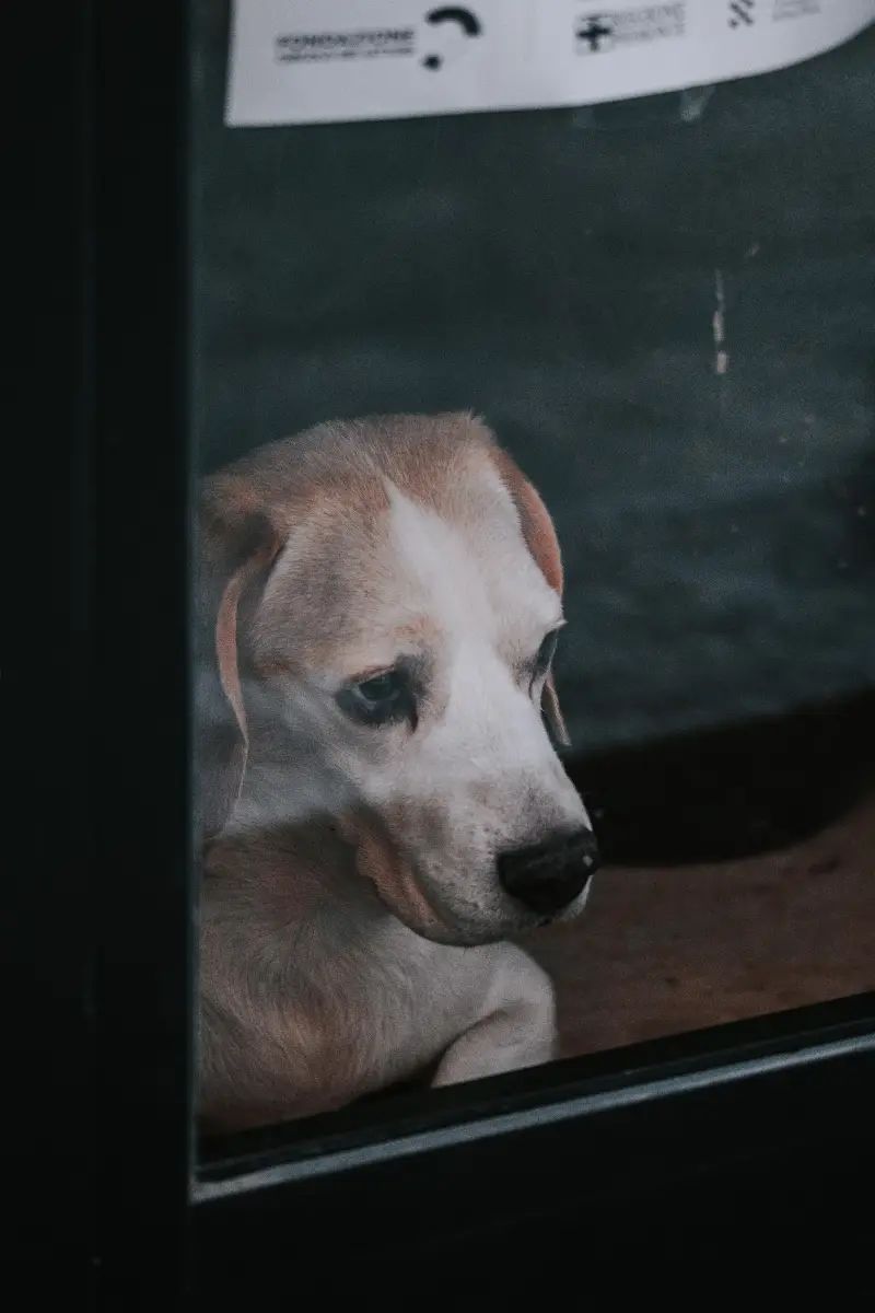 Perro descansando durante un proceso de duelo