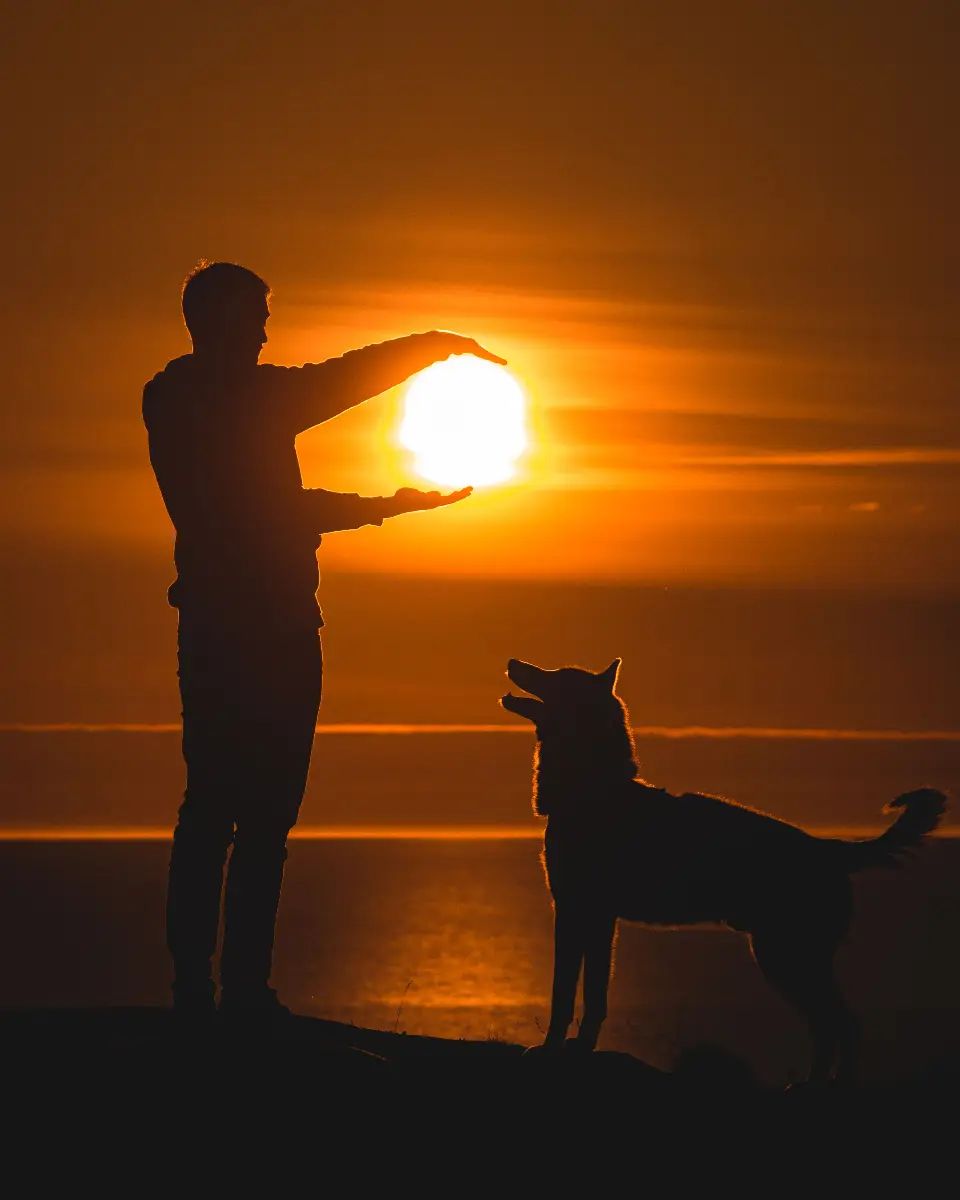 Perro observando el cielo durante un eclipse solar junto a su tutor.