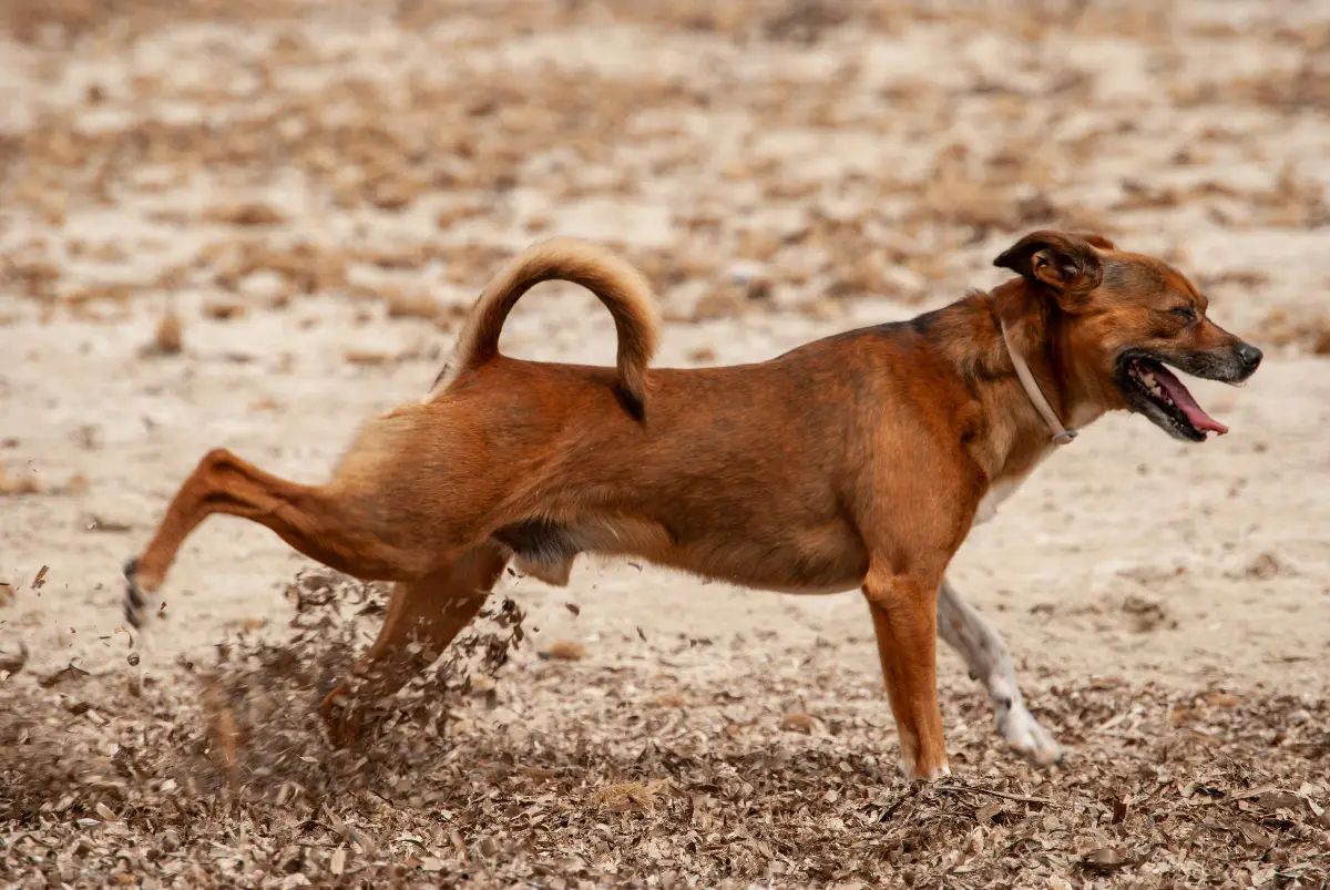 Perro pateando la tierra con orgullo después de hacer sus necesidades durante un paseo