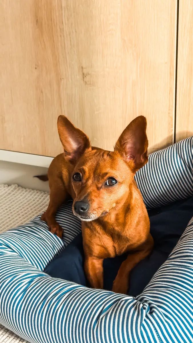 Perro dando vueltas sobre su cama antes de tumbarse a dormir