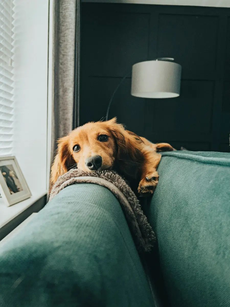 Perro tumbado tranquilamente en el sofá mientras suspira junto a su tutor